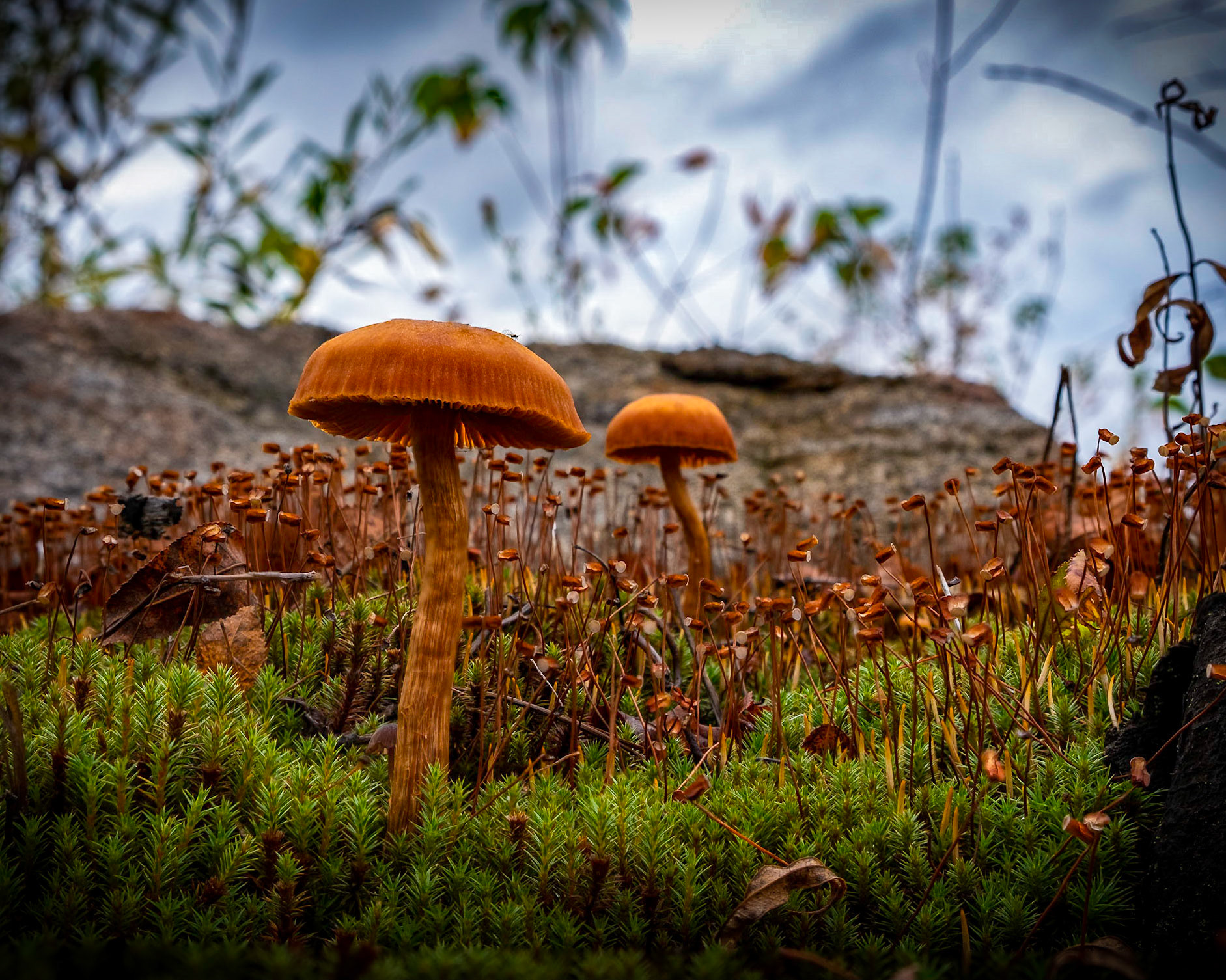 The mini forest needs attention too.