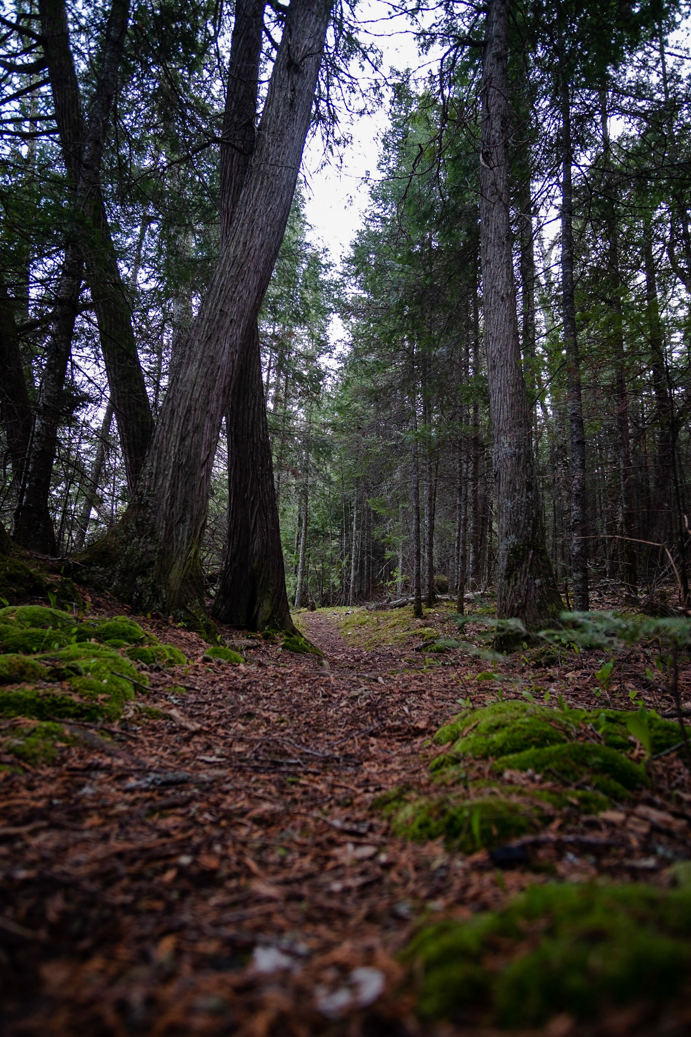 The green zone between Horseshoe and Lake Three.