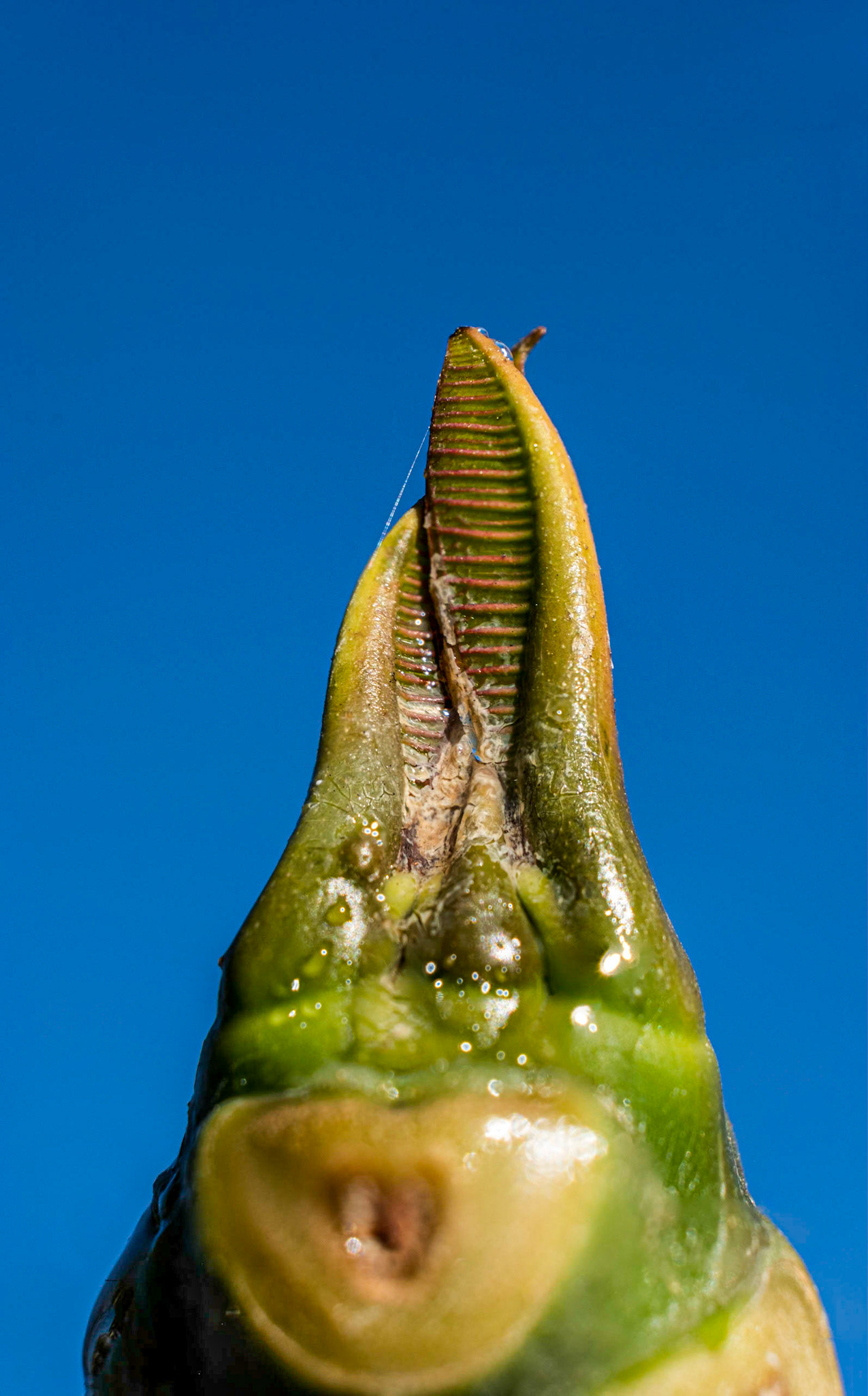 more new leaves from the tree looking thing. So alien looking, or a set of pinchers.