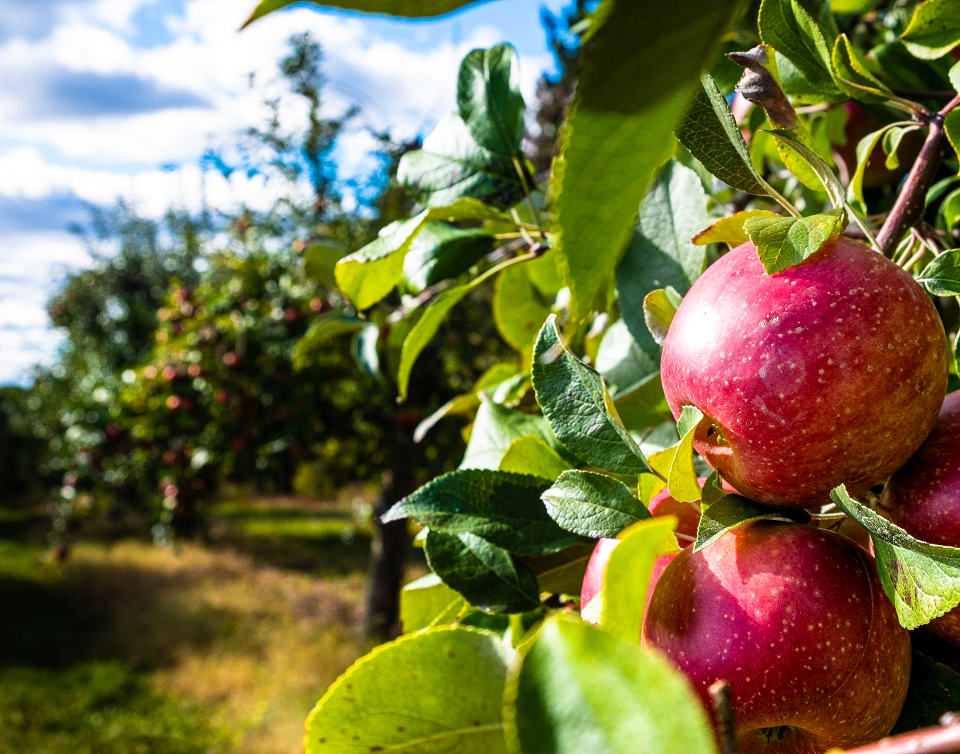 rows and rows or red crunchy apples.