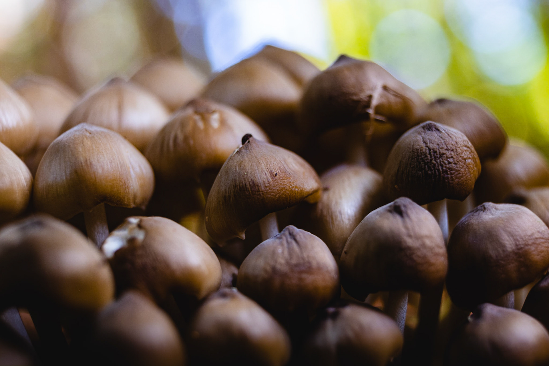 It's like a little village of mushrooms! Papa smurf where are you?