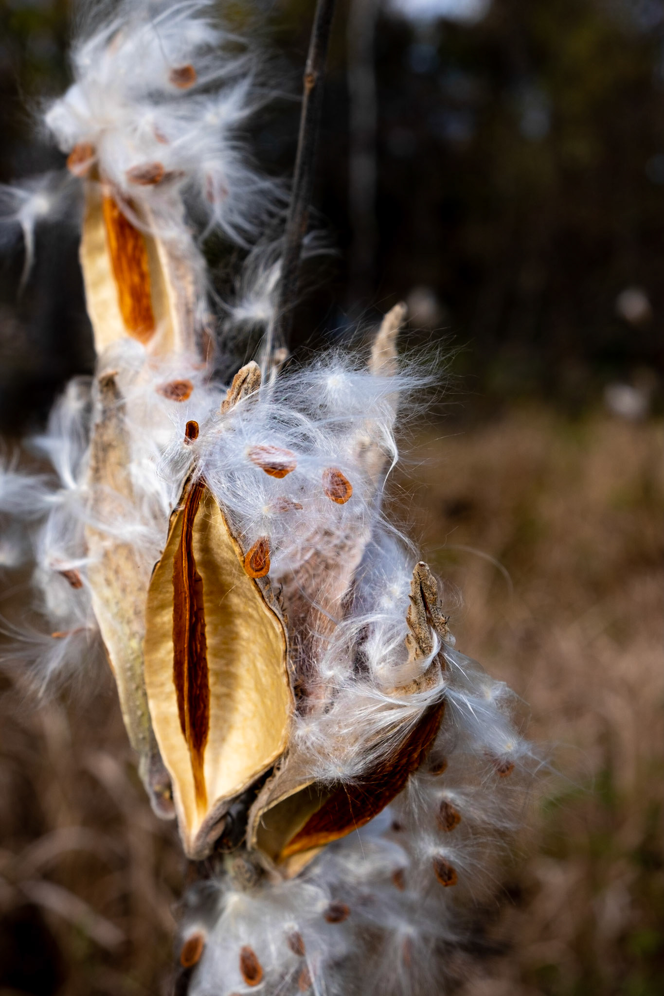 End of season milkweed pods.