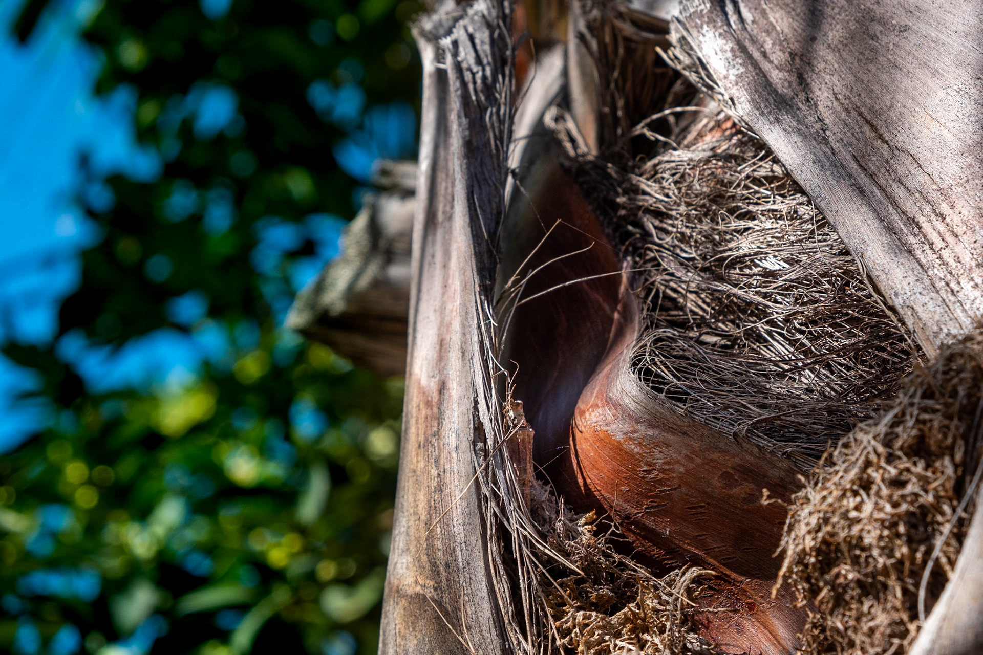 Also being a texture person, which is probably why I really enjoy taking macro shots of things, I couldn't resist taking this closer shot of the palm tree fibers.