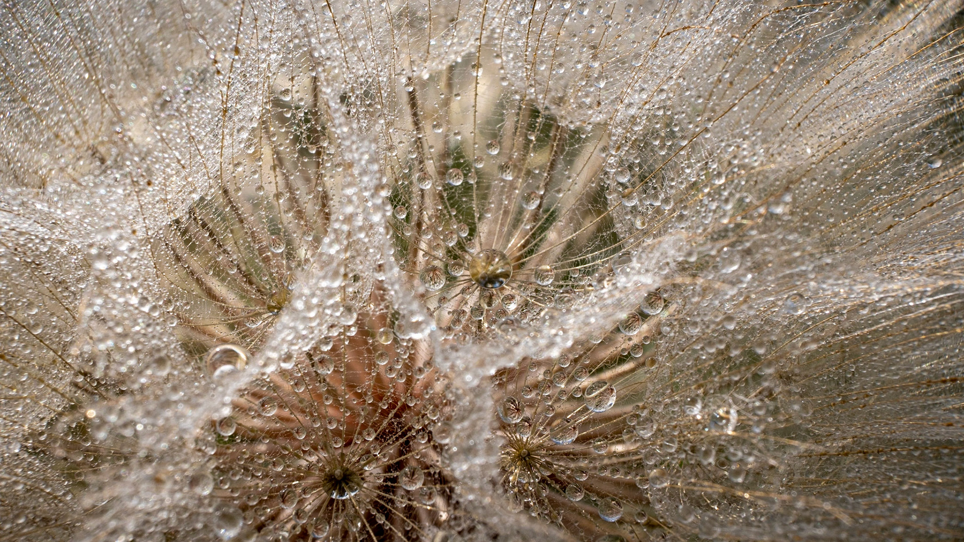 Who says a dandelion is a pest! This plant was the most photogenic plant from the entire day! So many intricacies to play around with.