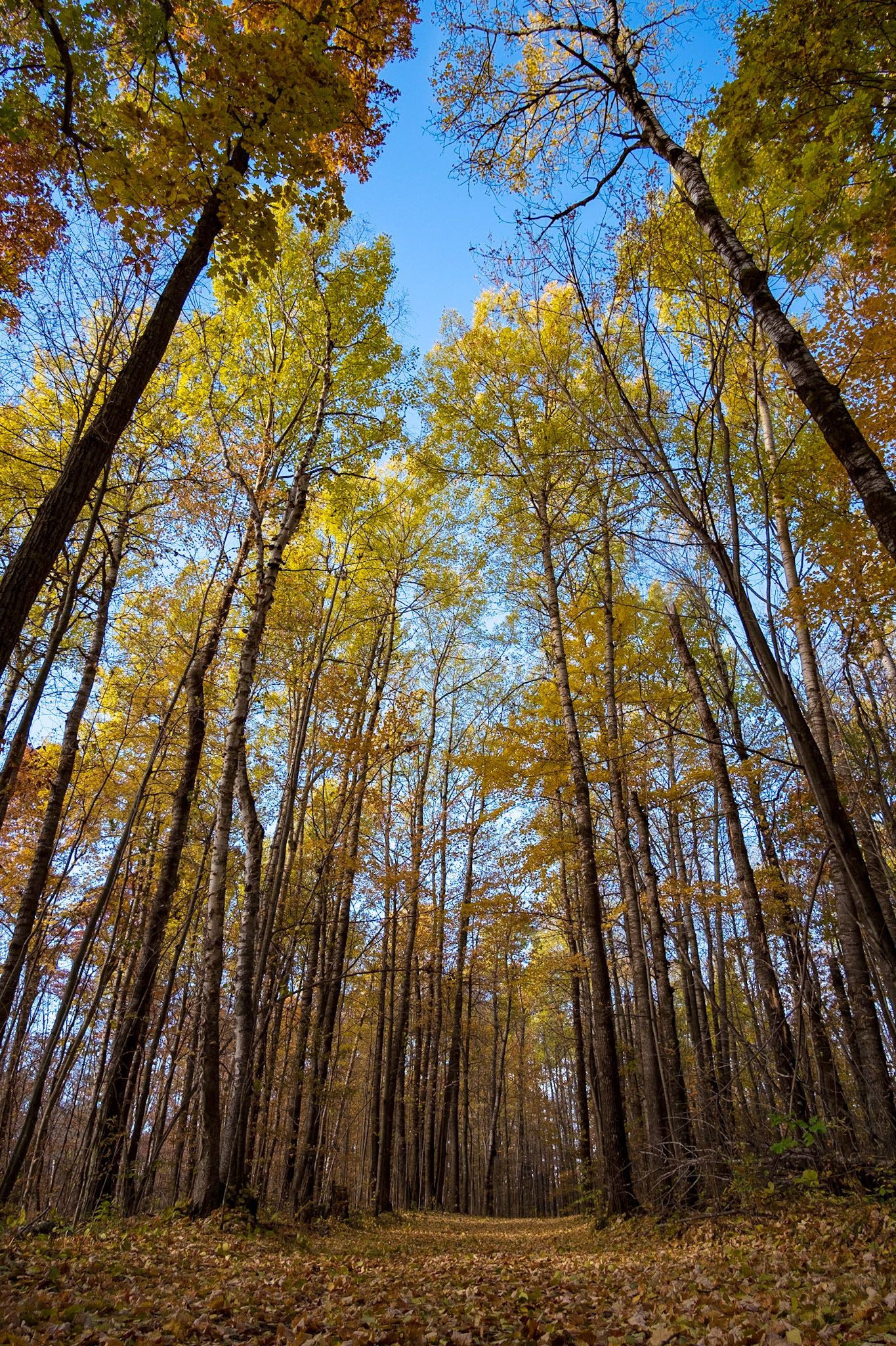 This walk in the woods feels like cheating. It's an amazingly well kept trail system here