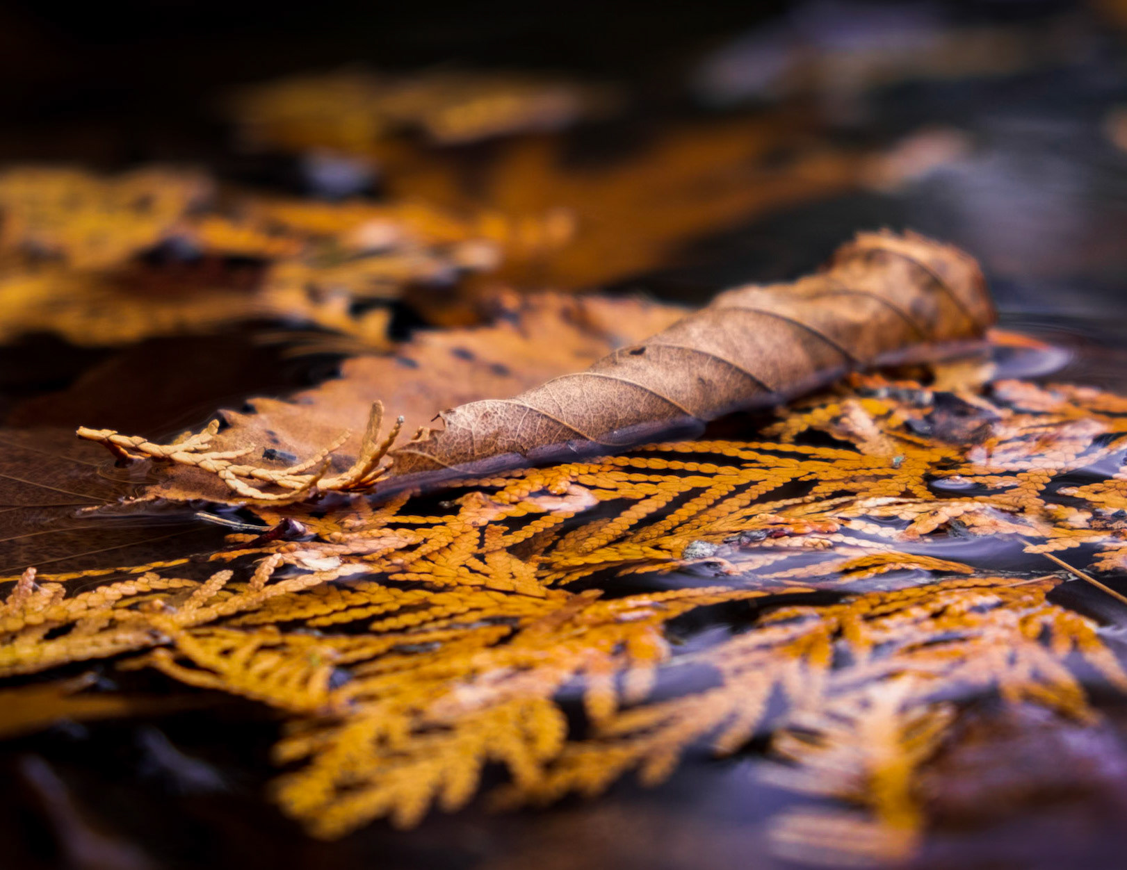 Catching the left overs of fall.