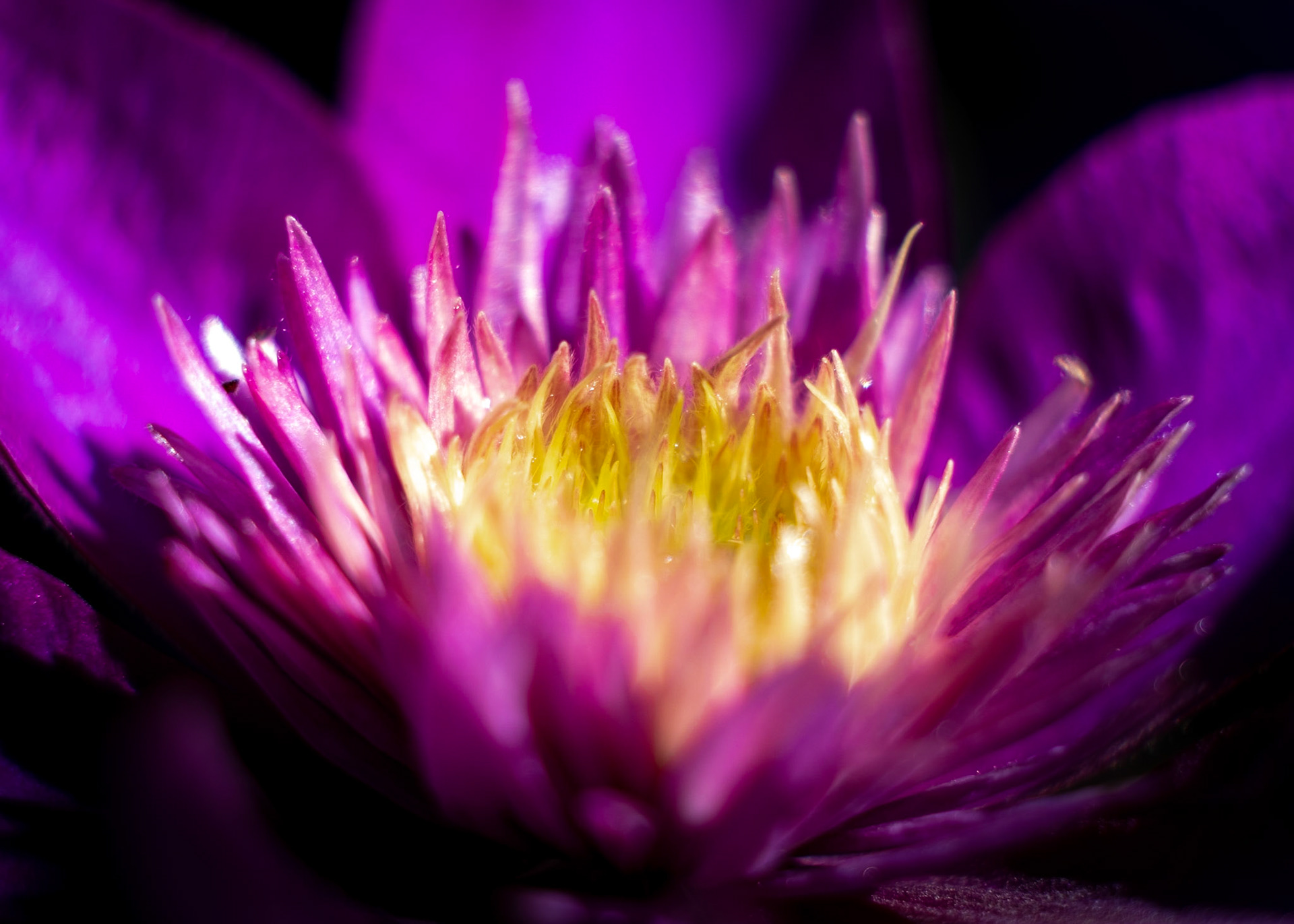 So calming - The center of a Clematis