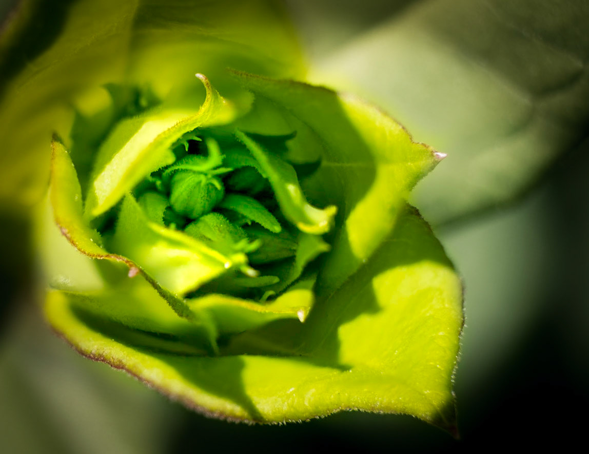 Waiting for their moment -  Phlox flower buds nestled safely, waiting for it's leaf cover to unfold.