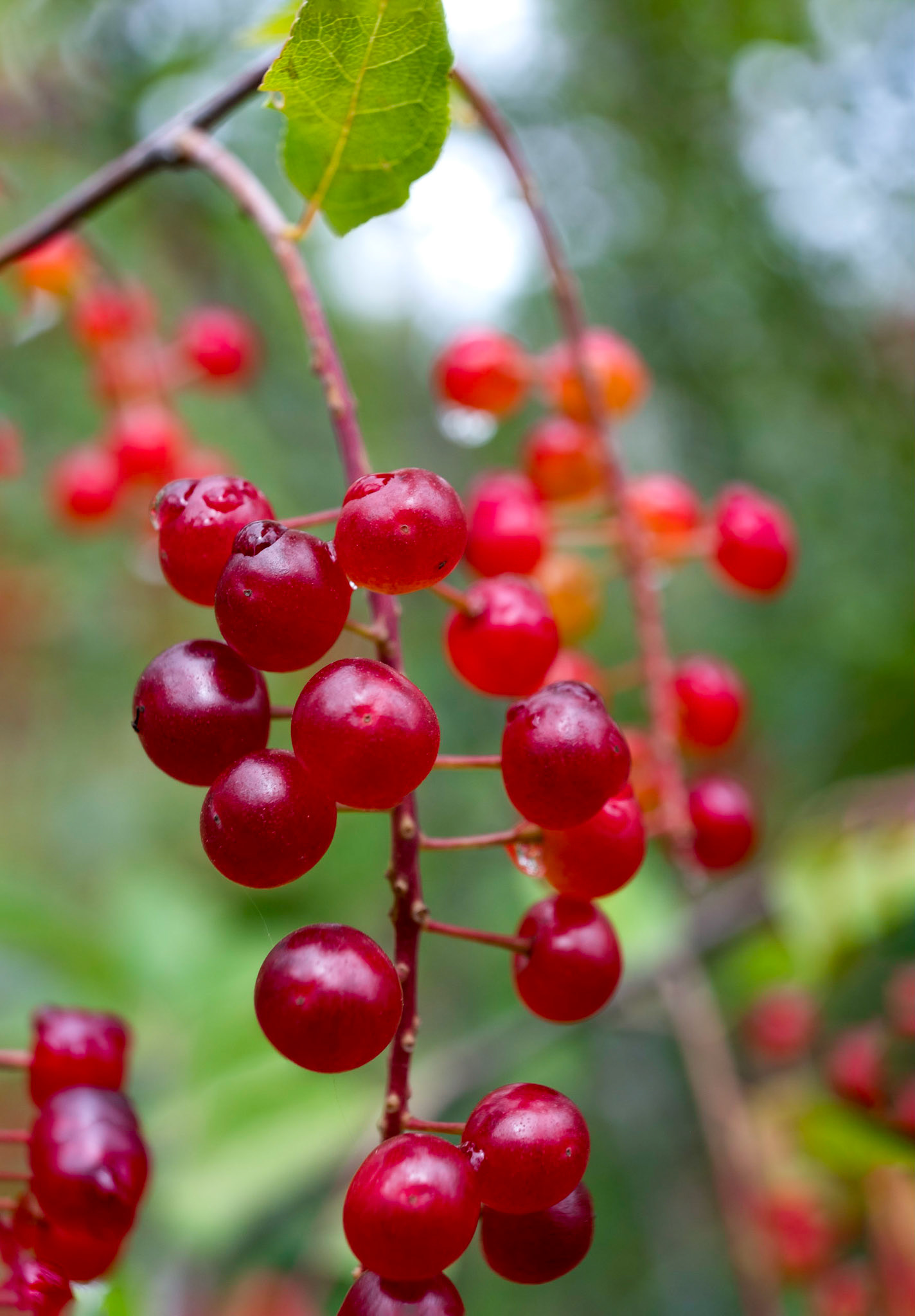 Fresh Off The Vine -