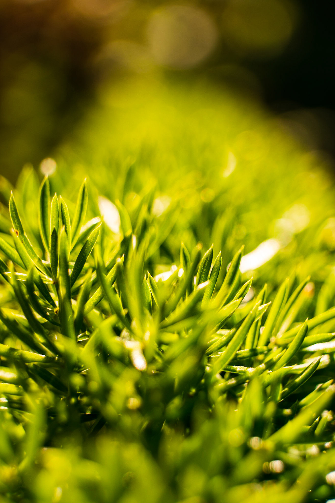 A carpet of green fuzz. Long stocks sticking out of the ground, thankfully they were soft and not thorny.