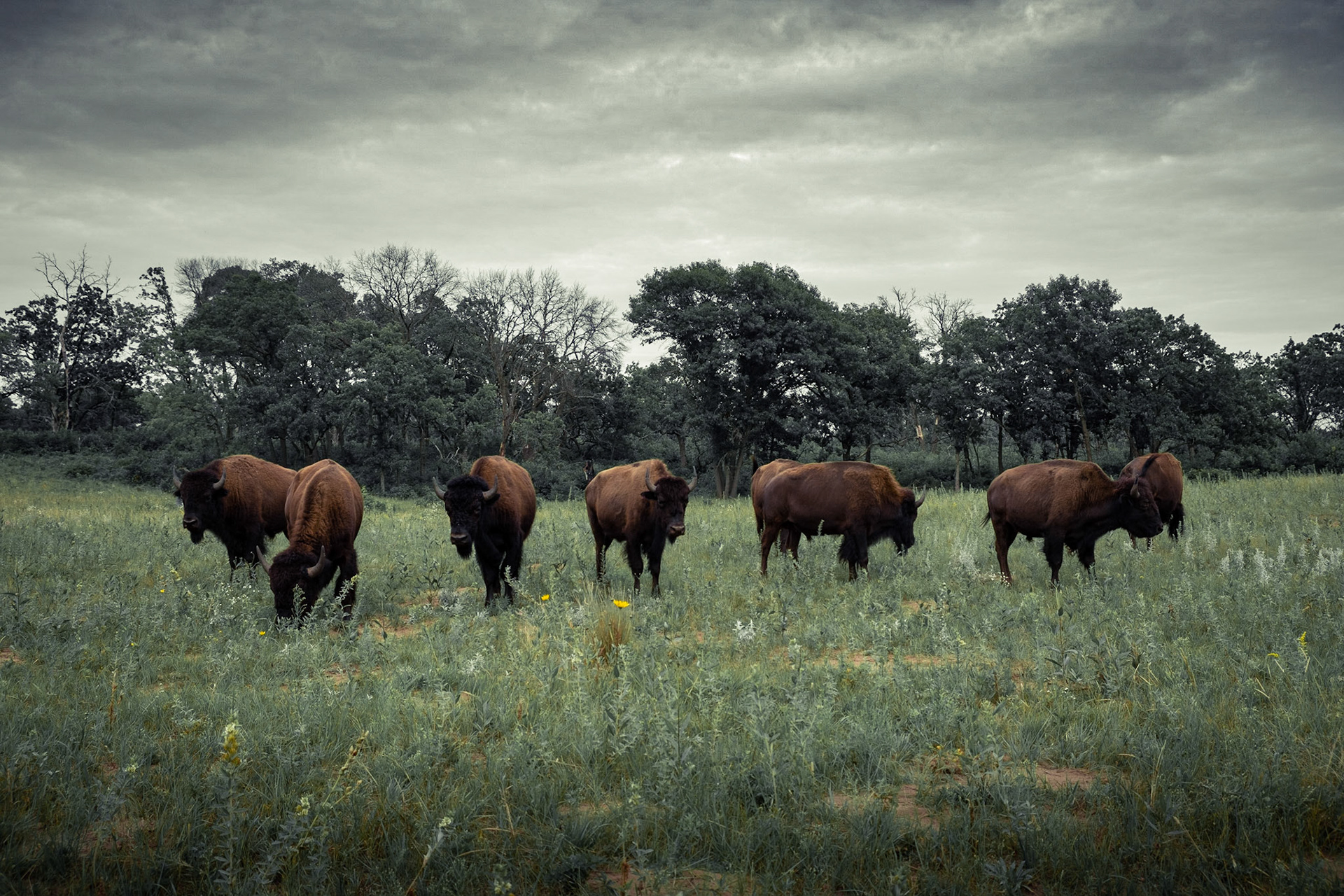 On The Lookout For Bison - Headed out to this section of property due to its "we have bison" appeal! Walked the trails for a few hours but didn't see any signs what so ever. Just as I was done for the day, back at the parking lot I see a van pull up to me to ask some questions about the bison. As I stated, no go here, and they drove off. A little down the road, I see the van pulled over and along the road side where views of the bison. If that van didn't make the stop, I think I would have driven right on by without even seeing them. Thanks to UofM employee Ashley the biologist for a great conversation about these bison and what they are doing for our land.