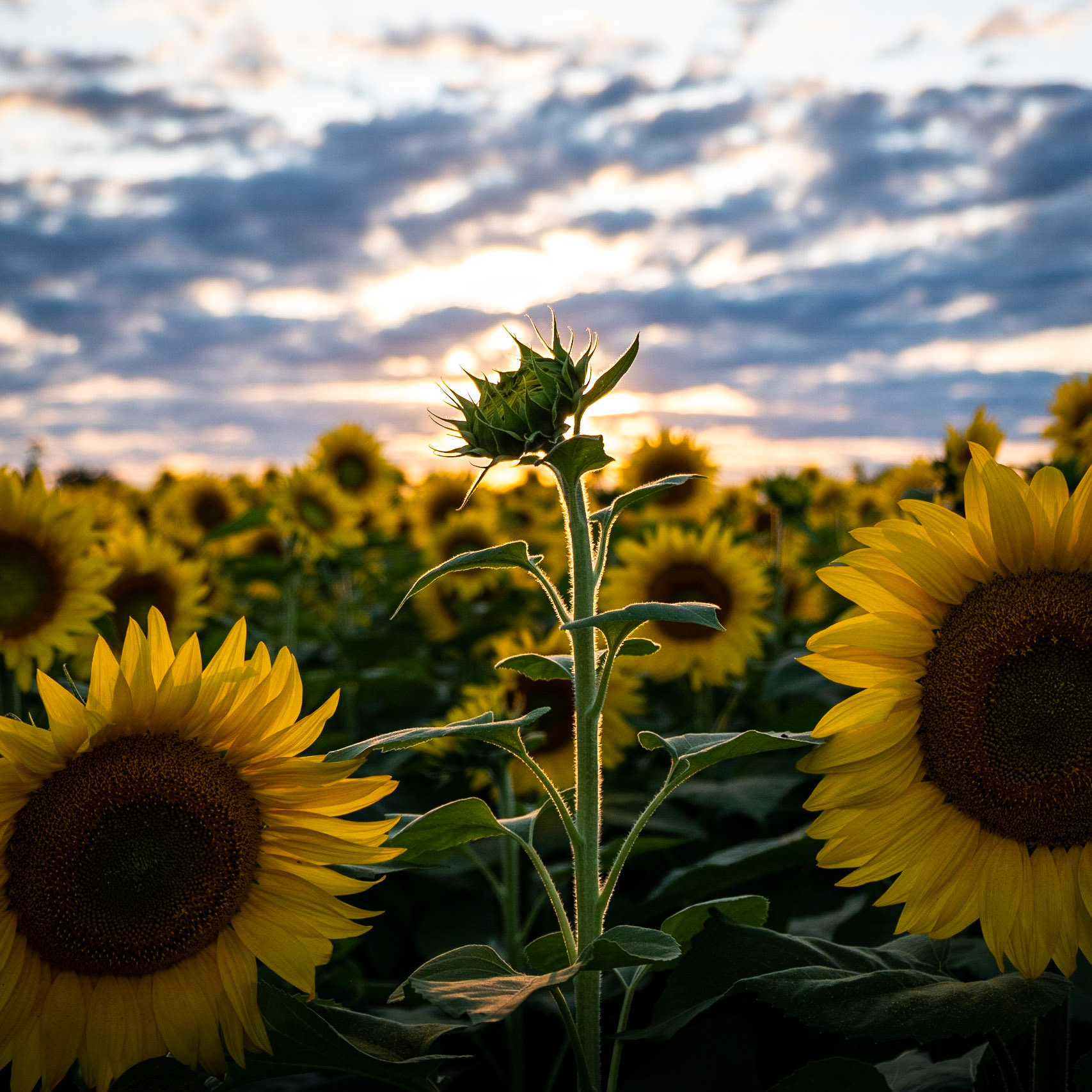 This One's Waiting For That Pefect Moment To Shine