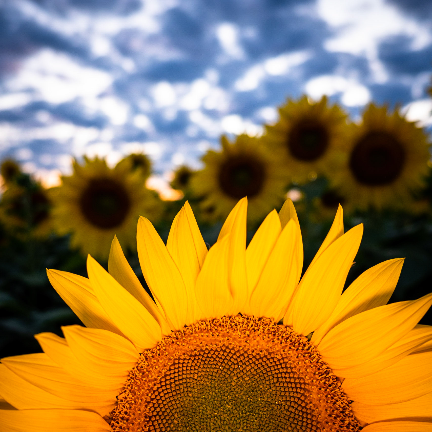 The Sun After The Sunset