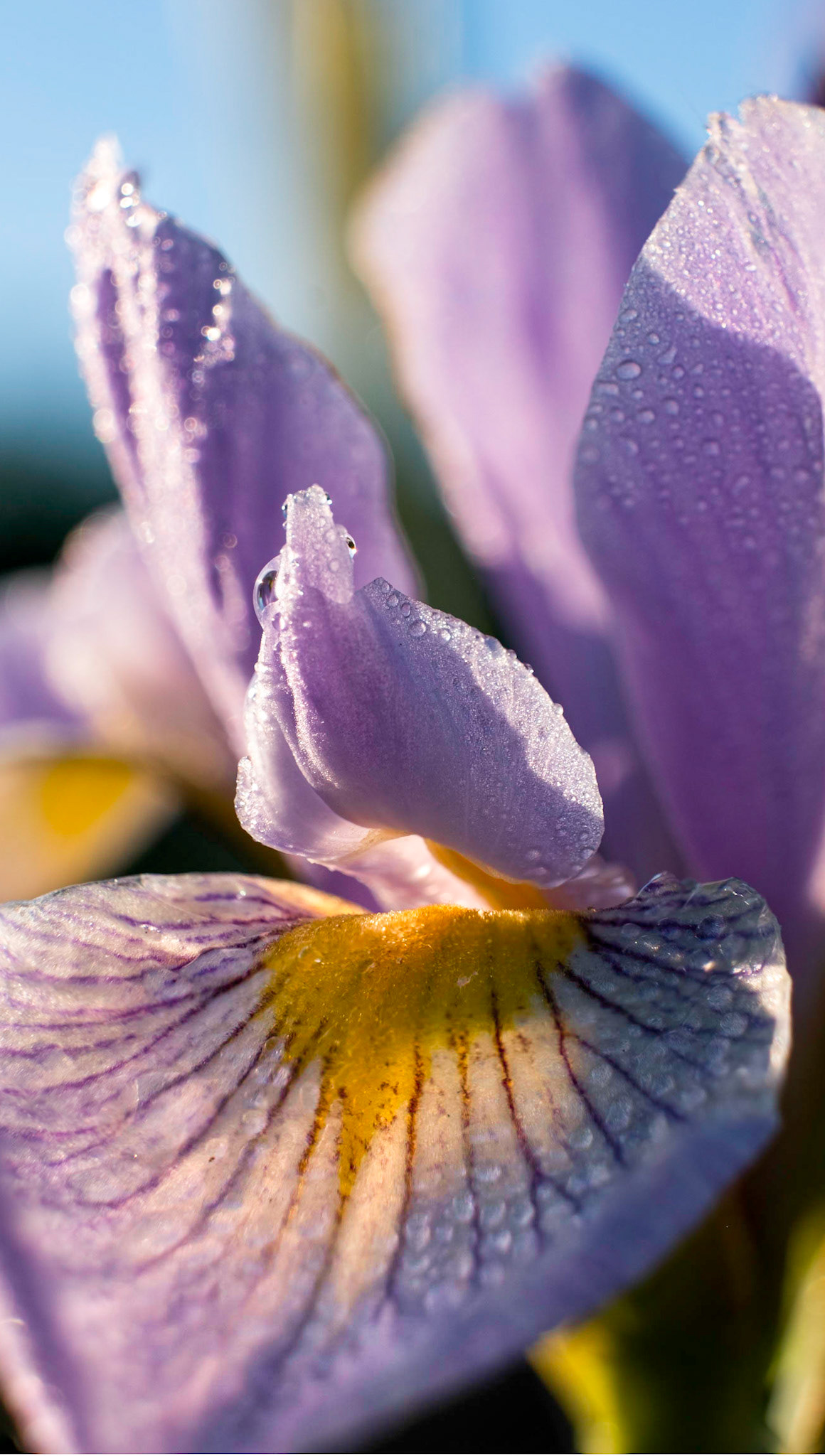 The Wild Iris - It couldn't have been more enjoyable capturing this flower. Sitting at the edge of a large pond, summer winds fresh off the water all while watching the setting sun.