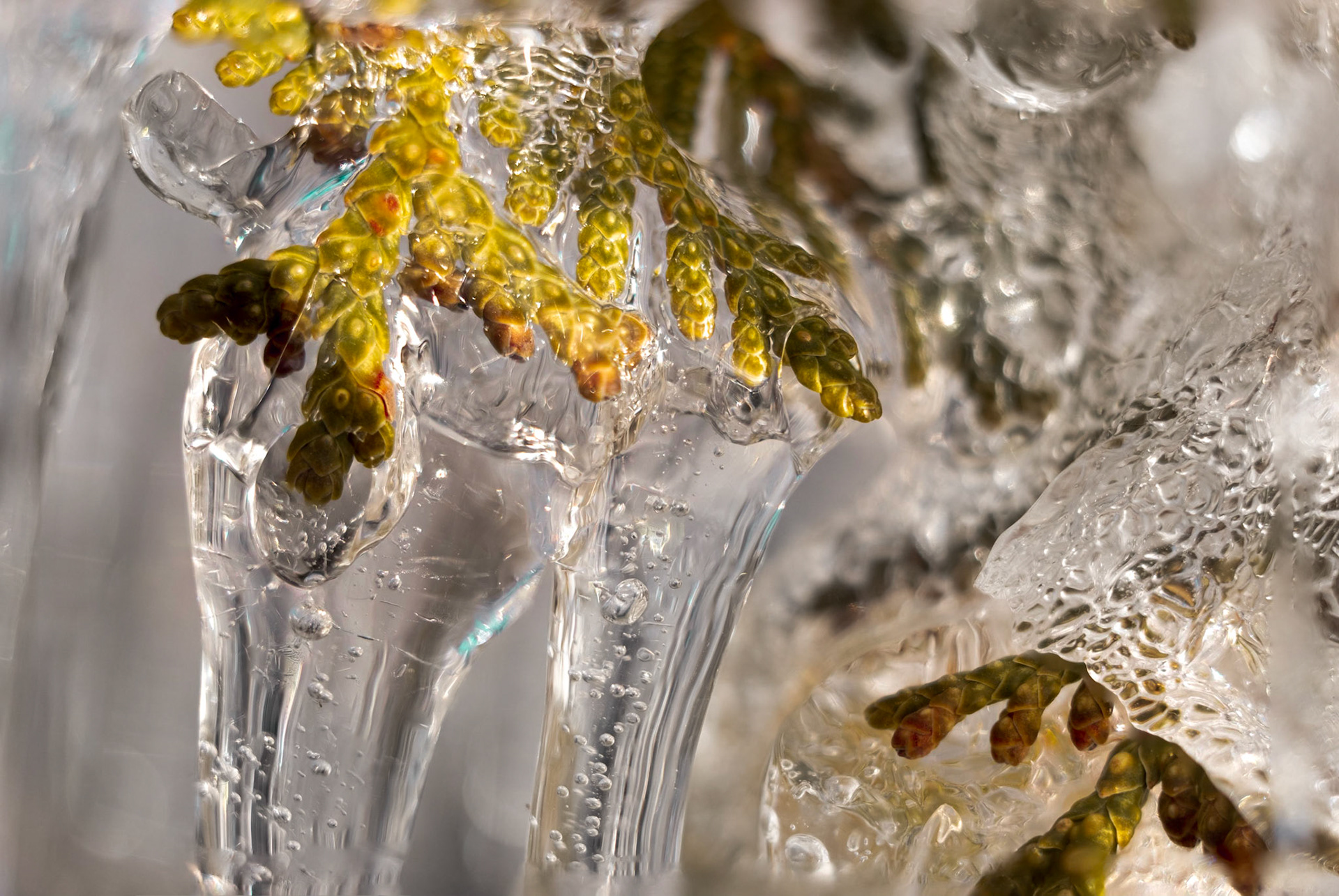 How does a tree not get frostbit?