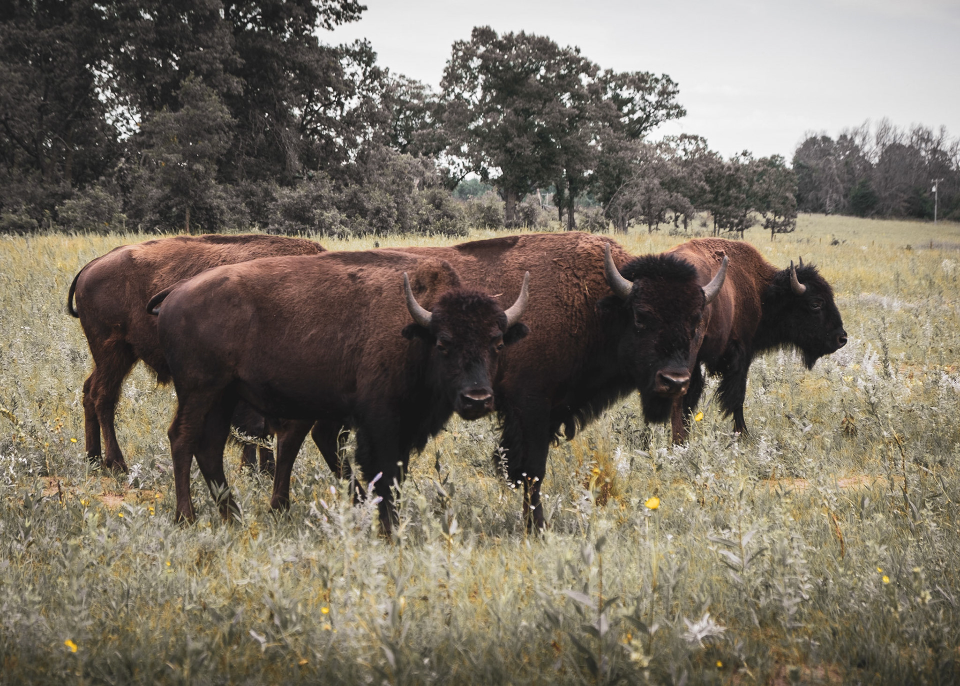 Yup, don't worry, I'm not getting any closer. Just eat your grass and be happy, please.