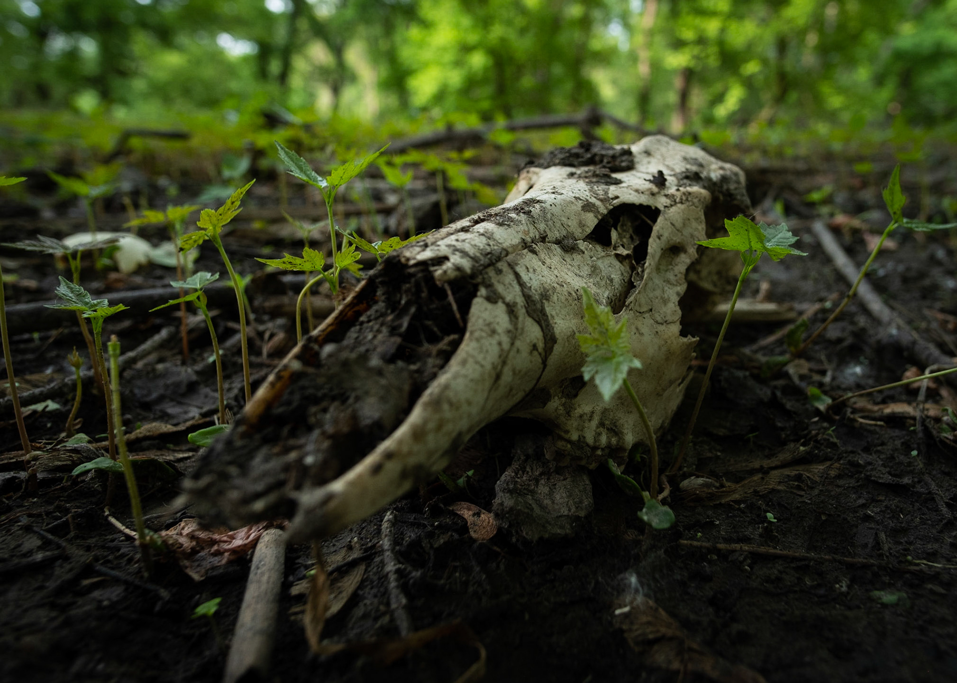 Oh Dear!  With the flooded waters gone, it's interesting to see what it left behind.