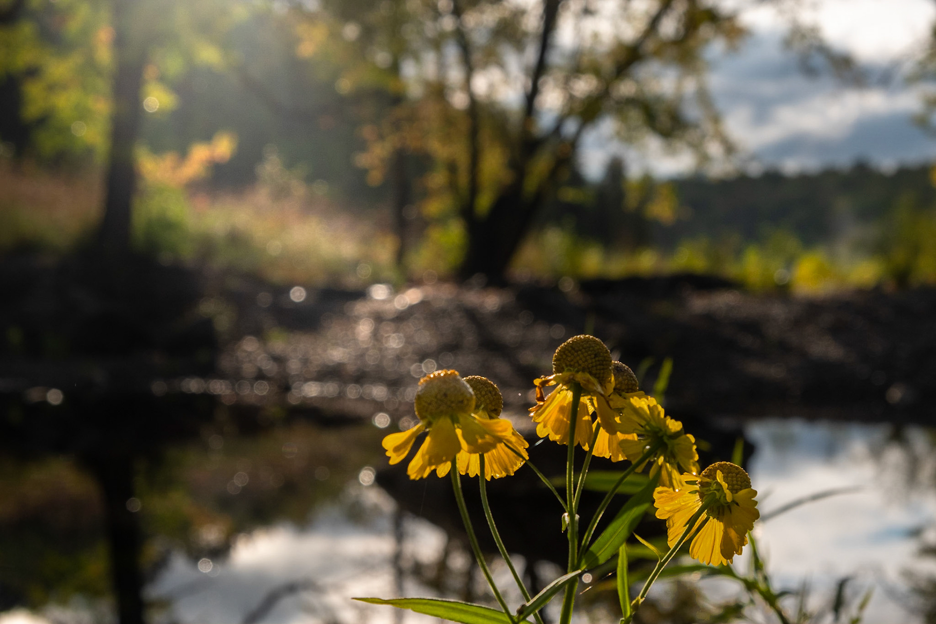 Mother Nature Playing Love Me, Love Me Not