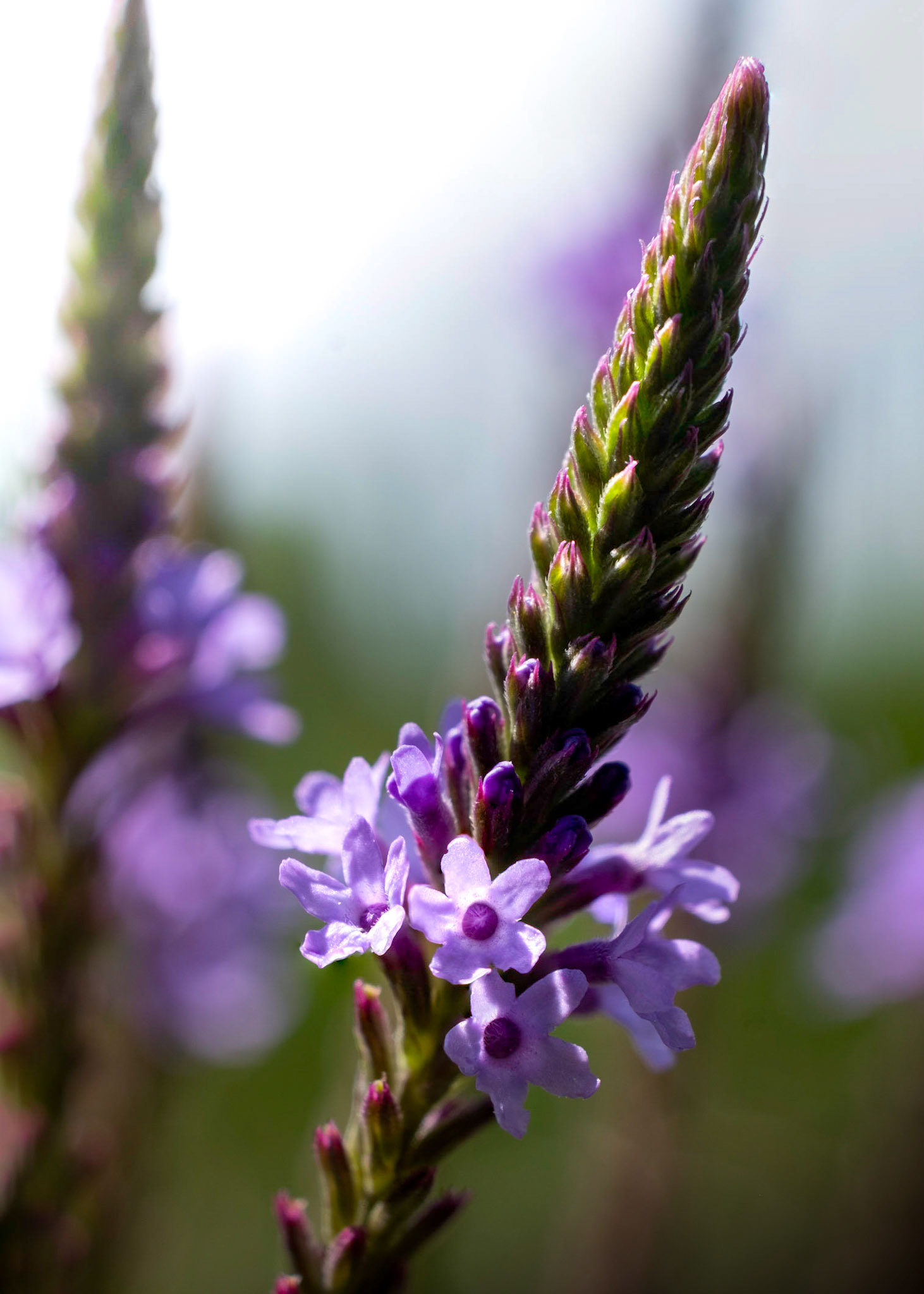 Verbena Hastata (Blue Vervain)