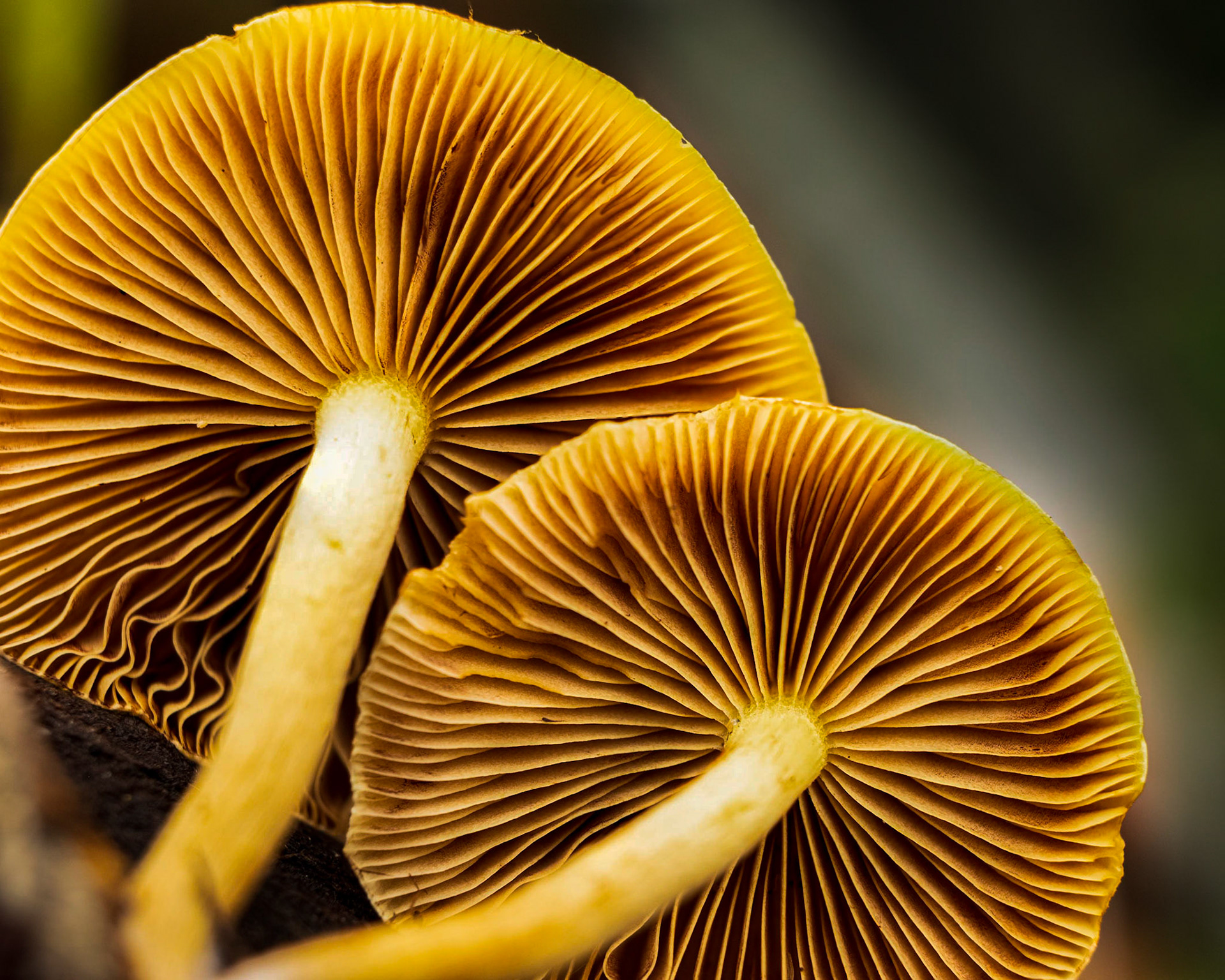 The gills of a mushroom-