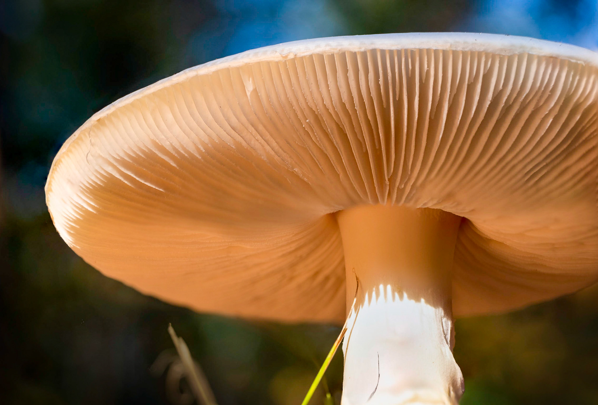 A little mushroom off the side road getting hit with the morning light.