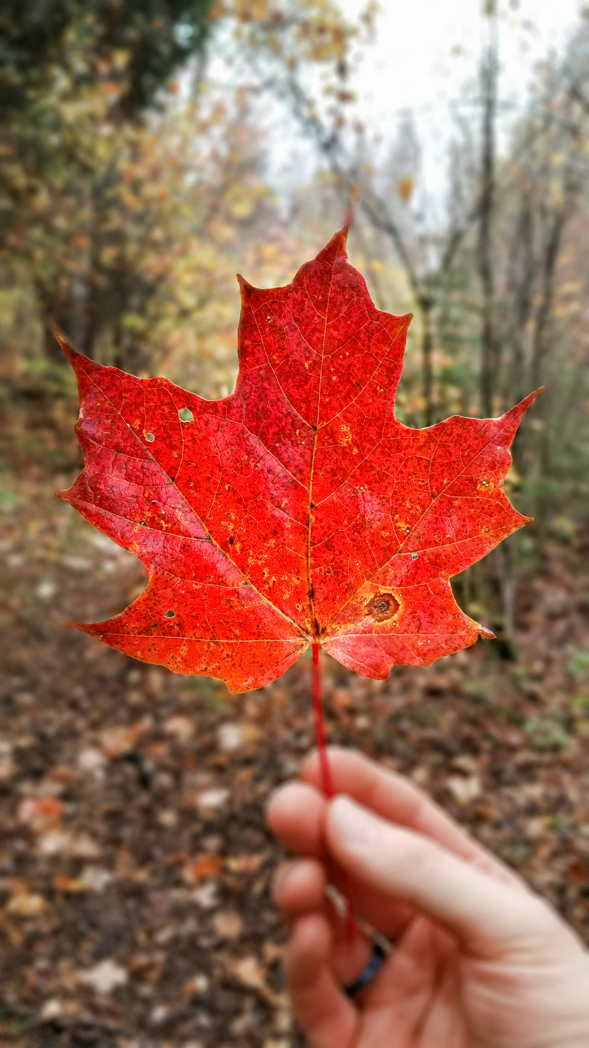I picked up this leaf because of the vibrant color.... but then I looked down and saw I had been doing that for some time already...