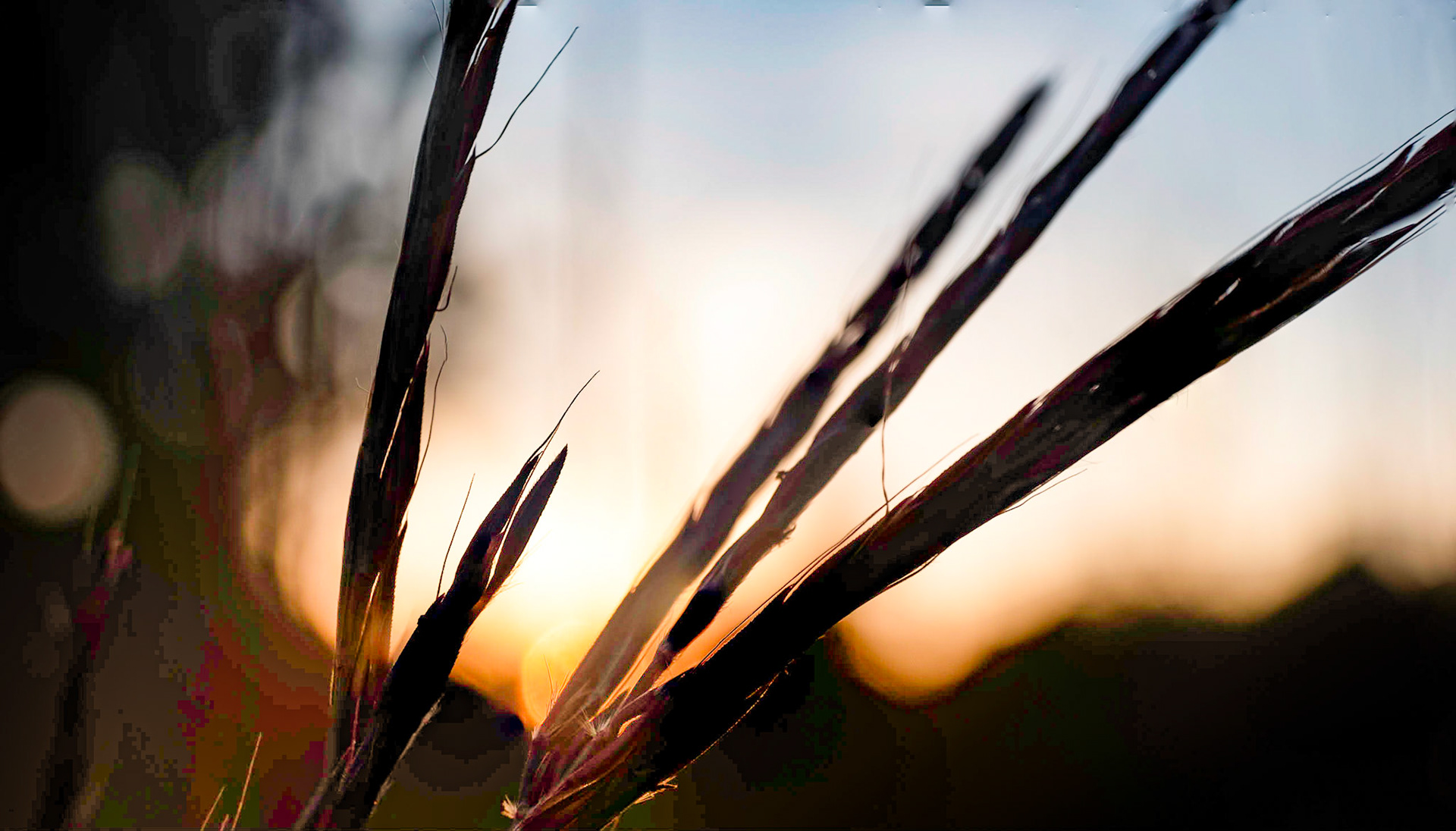 As much as I like these sunsets, the color and subject matter keep hinting to autumn. That I'm not ready for yet.