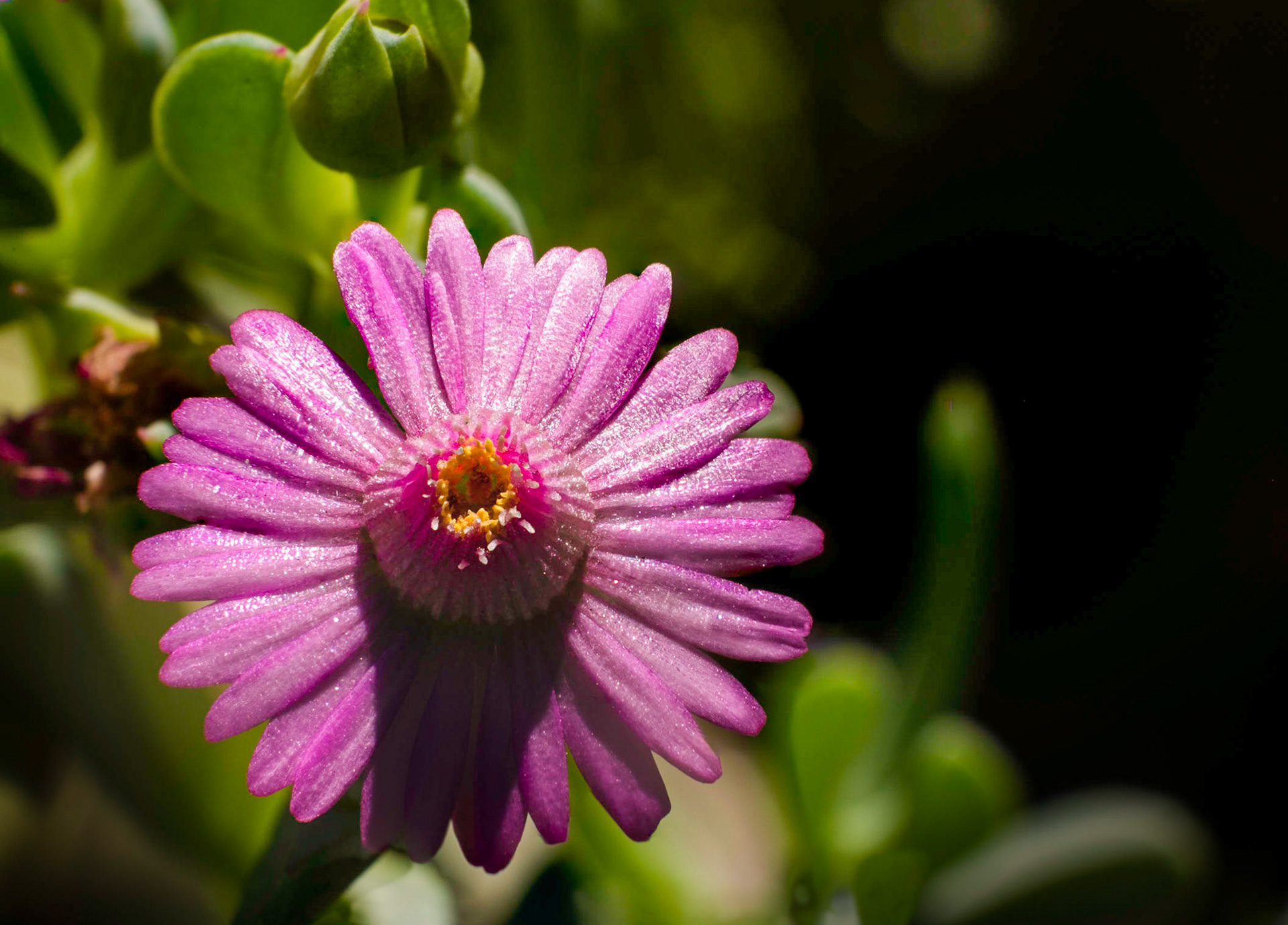 with the sunset casting it's long shadows.