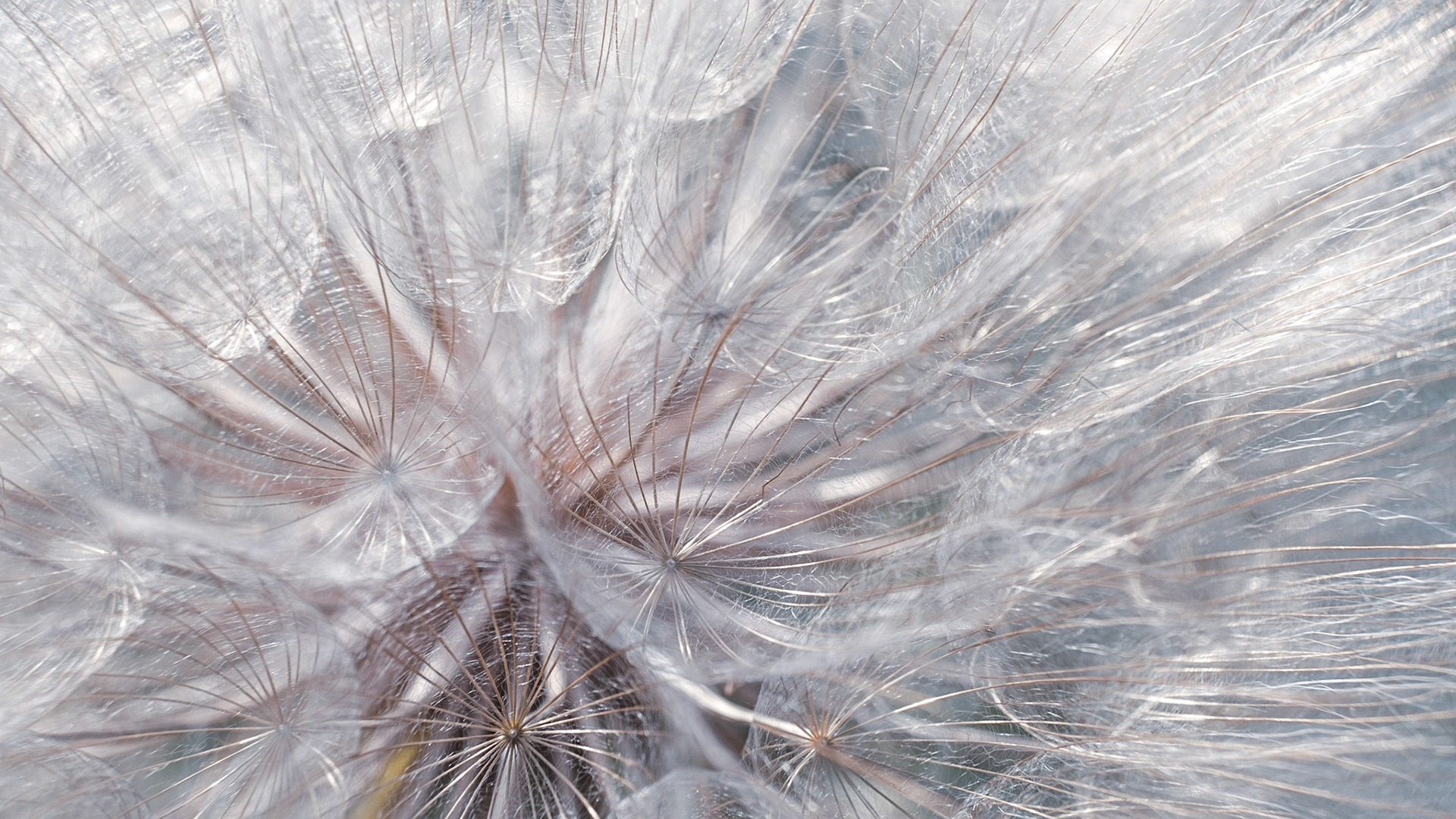 A cool abstract feathery view of salsify seeds.