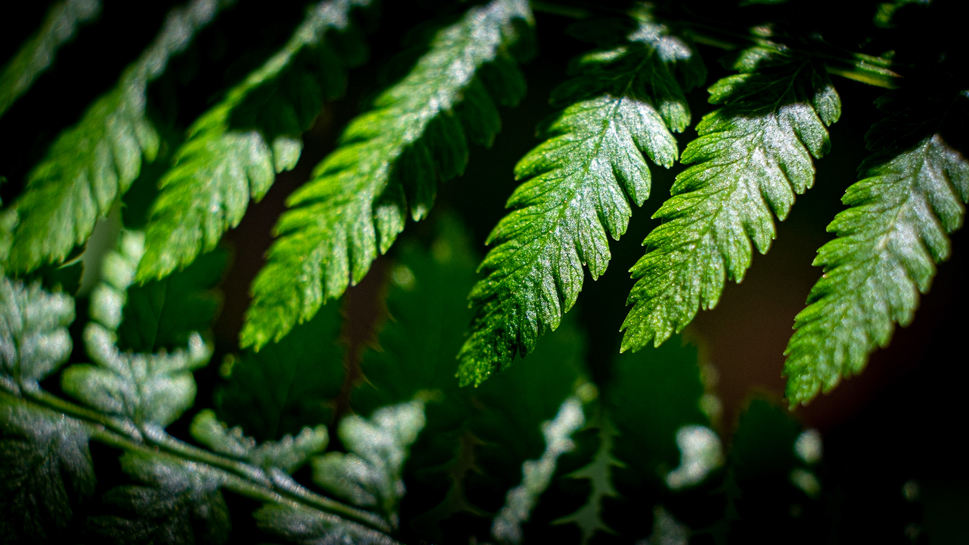 Ostrich fern - MN native.