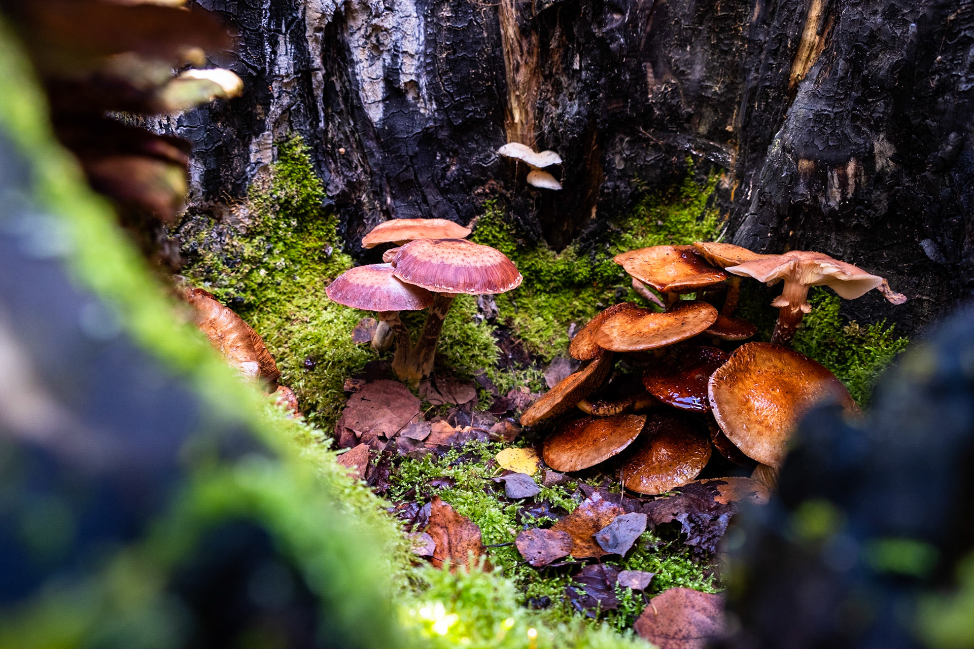 Mushroom Hollow - Growing inside a hollowed out burned tree.