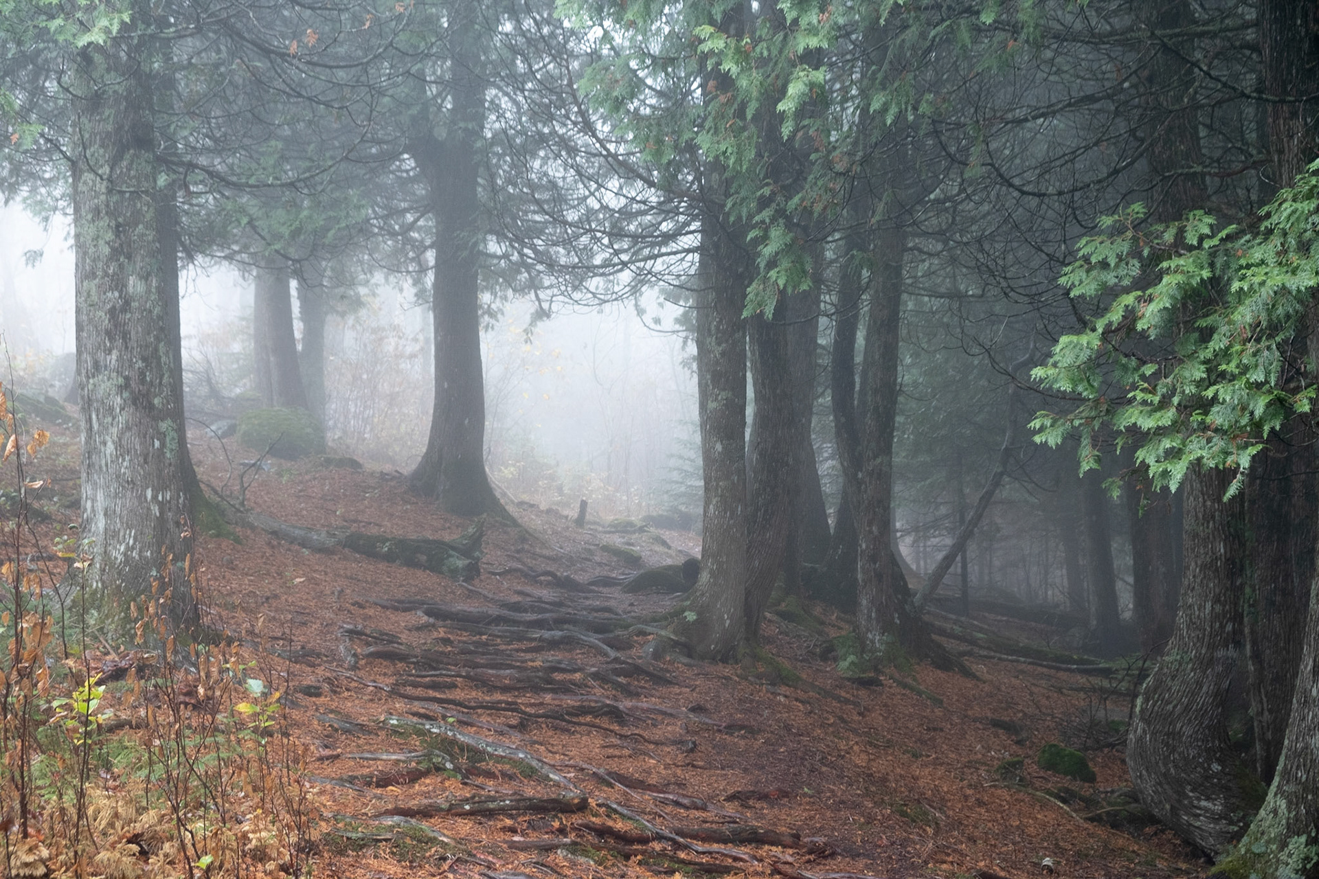 I should turn back before I end up hiking these spooky trails at night. No thank you.