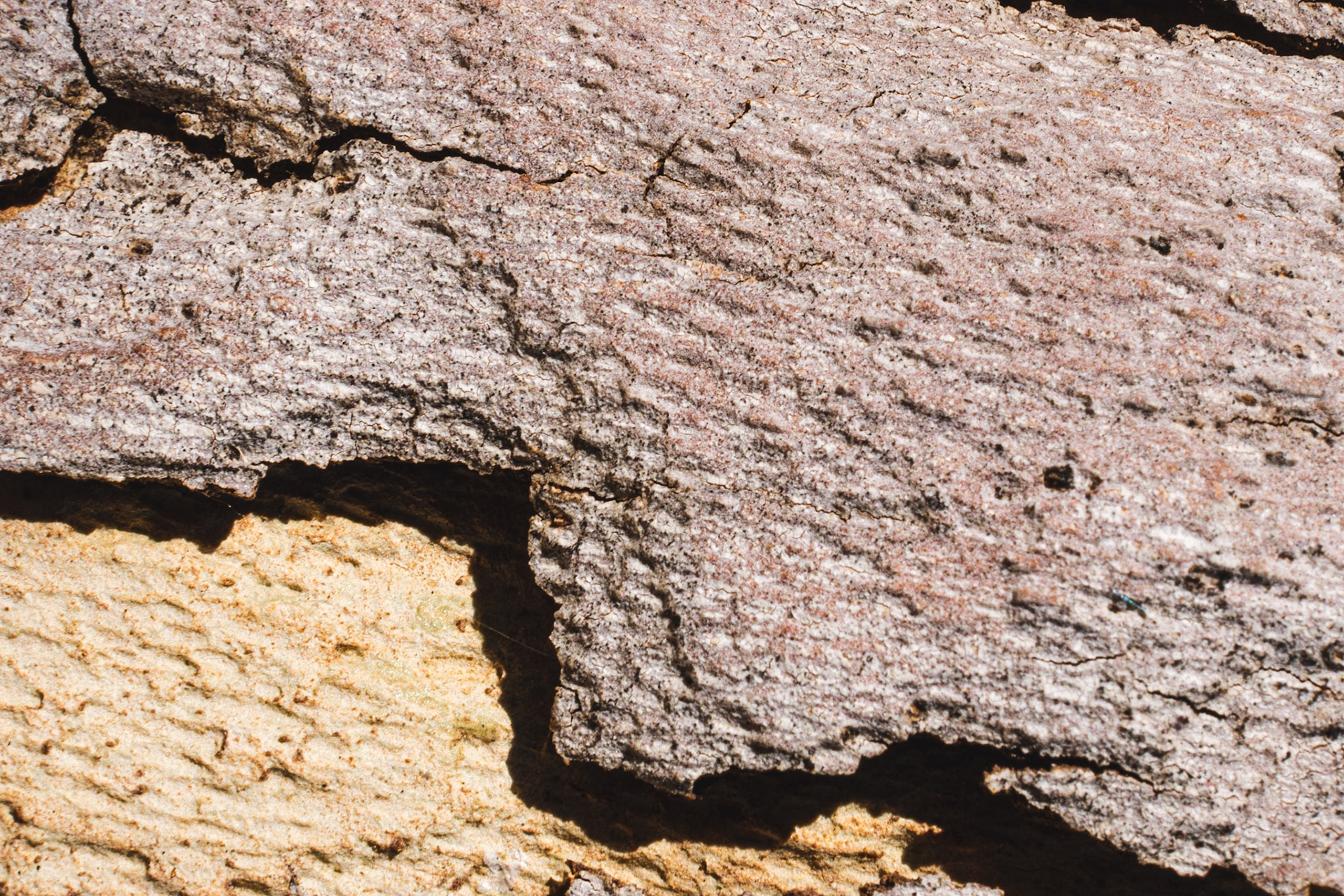 or lacking texture like this tree, but is more variegated than the others.