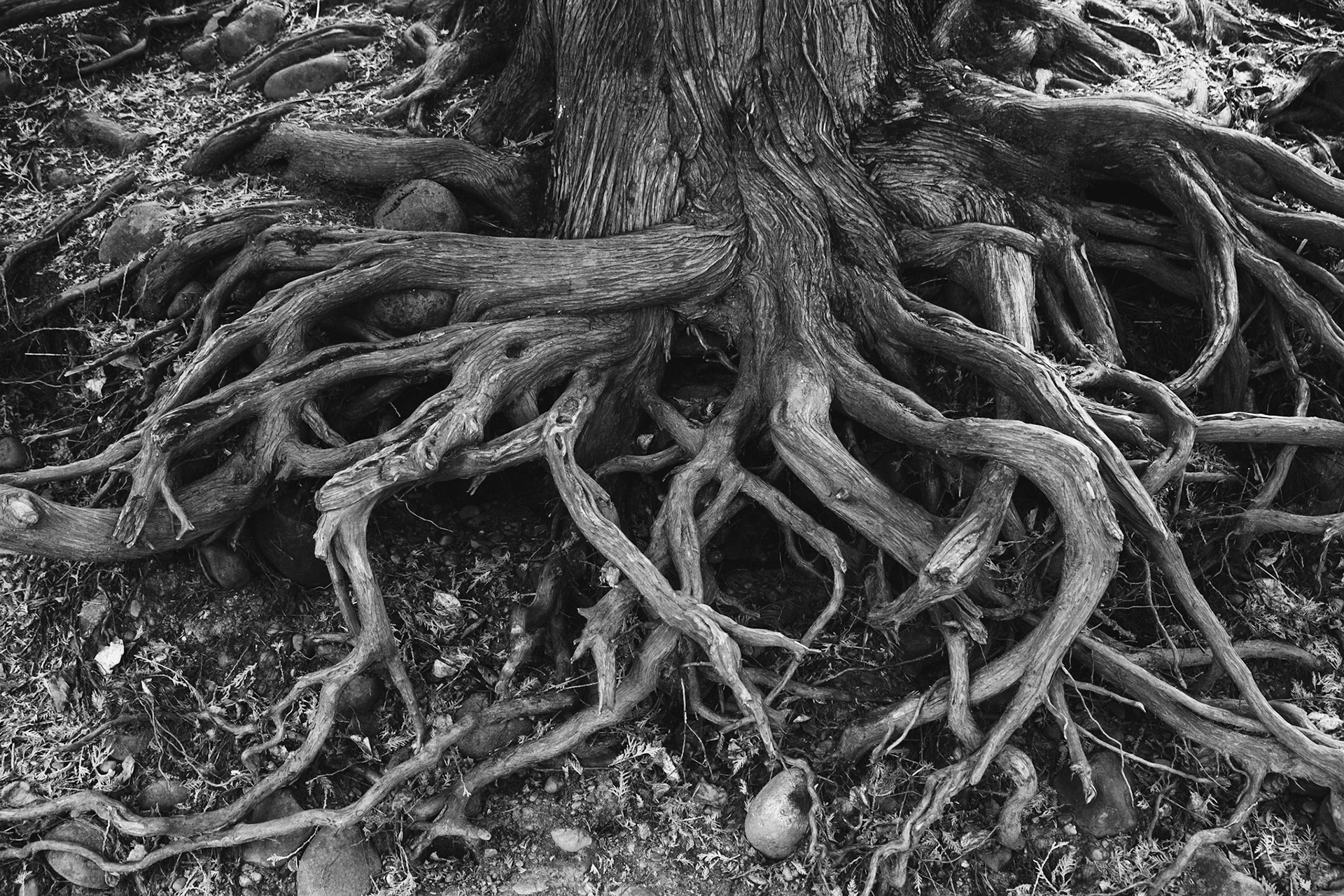 Strength in these roots. Now that's how you put down your roots.