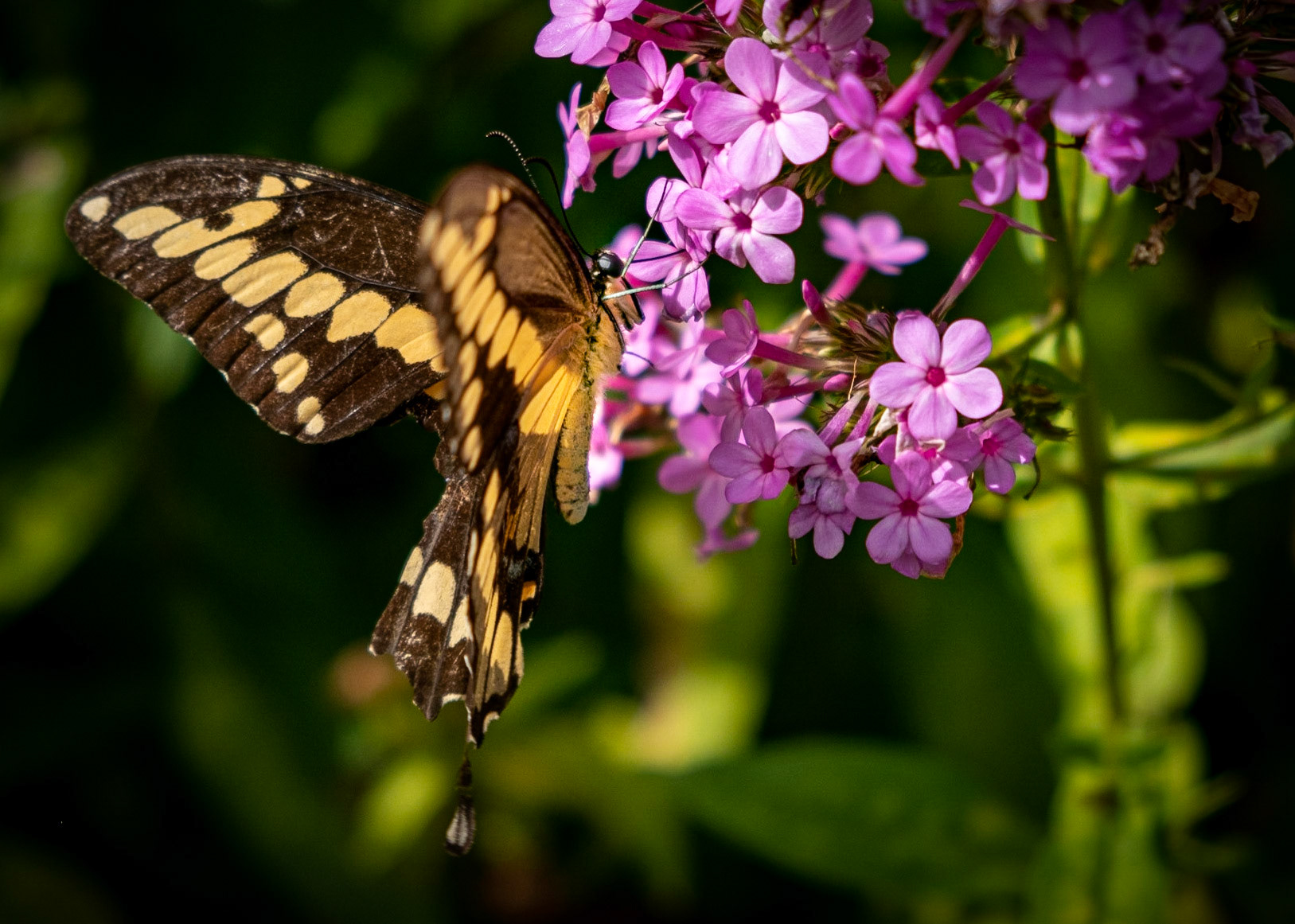 Giant Swallowtail Butterfly busy at work, looking for that nectar.