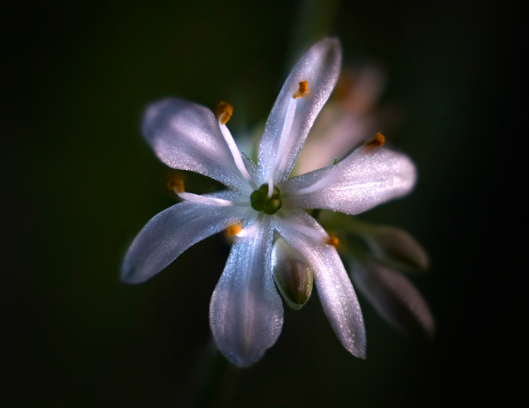 What an amazing little flower. Who knew a plant with the word spider in it could have something so gentle and light.