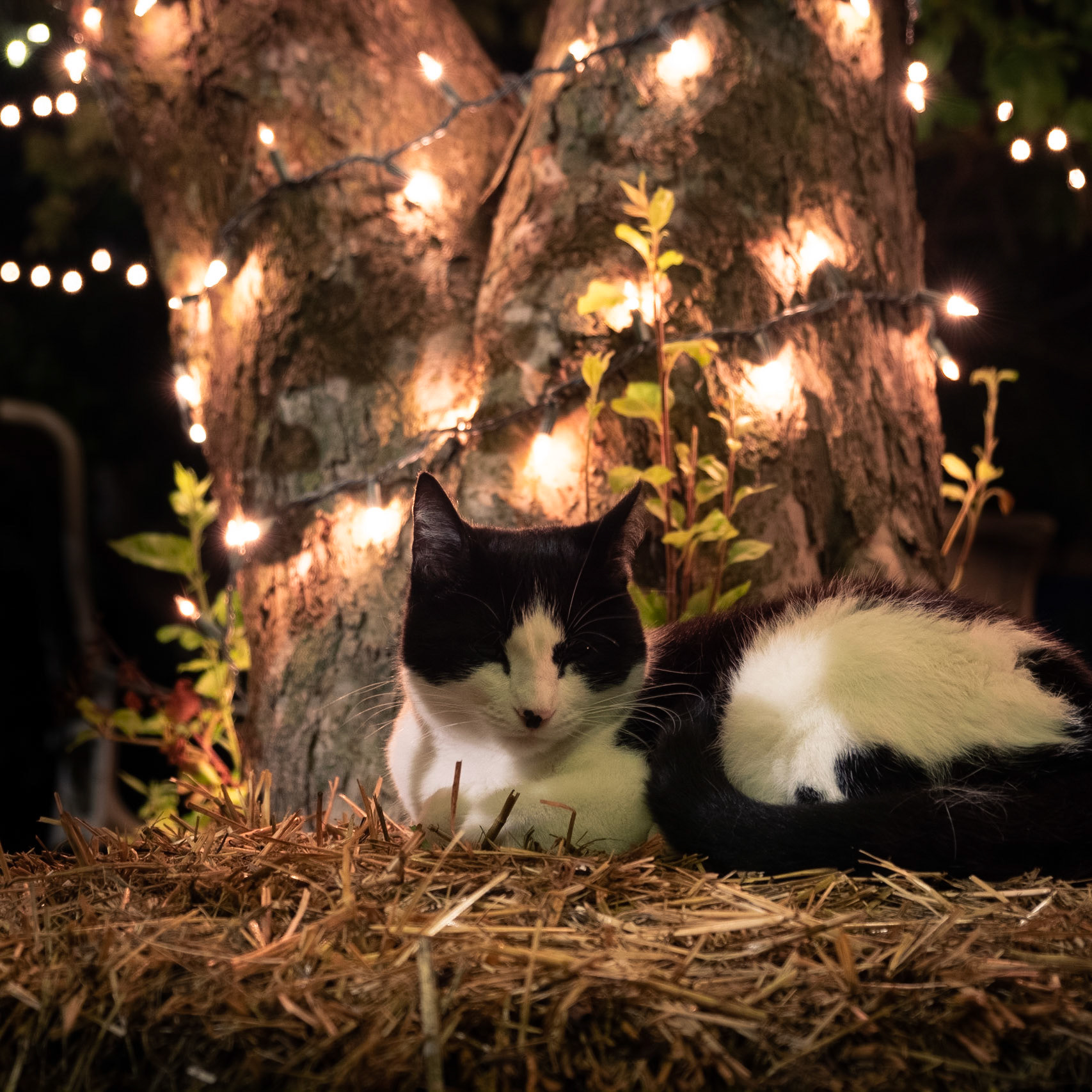 That's better. I just had to wait an hour before he went back to sleep.