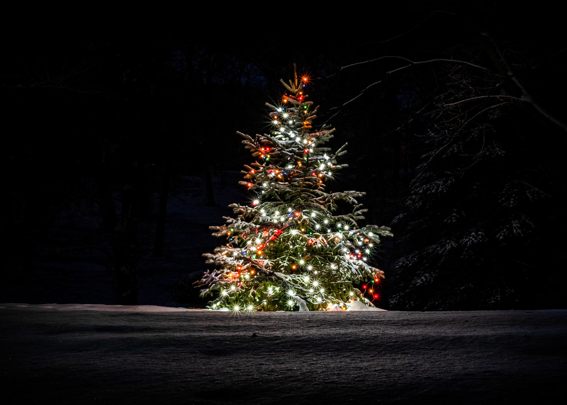 A lone tree in a field. Do you know how hard it is to find a tree by itself with snow on it with all this wind? But thankfully, there it was.