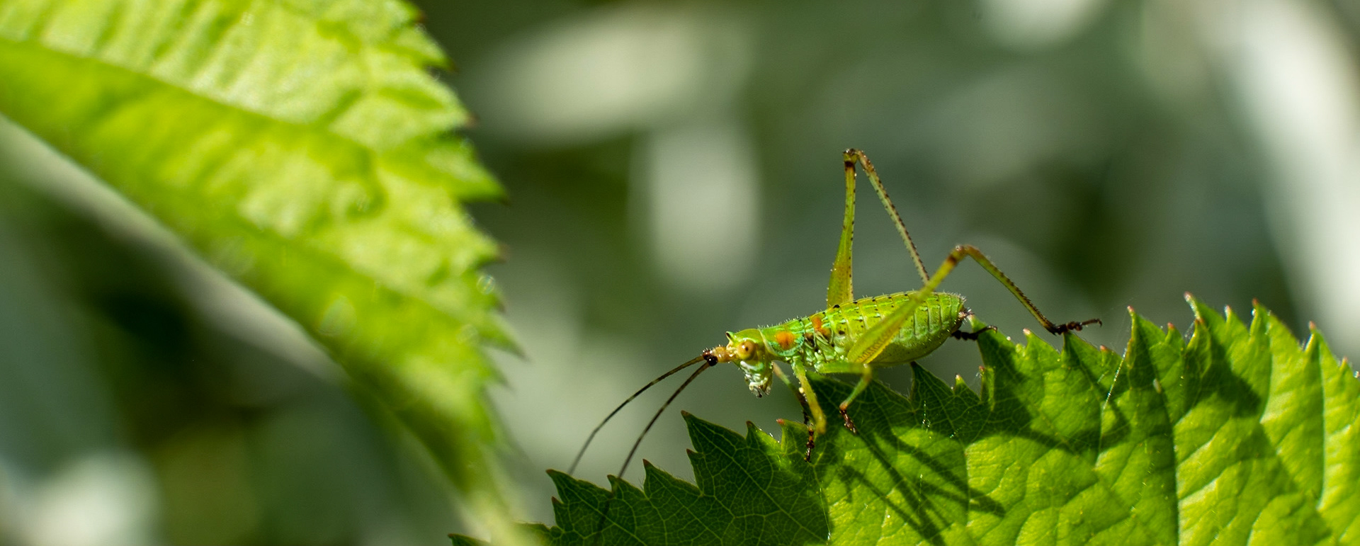 Oh, Crickets the name. Jiminy Cricket! - Just doing it's thing and making it hard for me to focus on him by hopping from leaf to leaf.