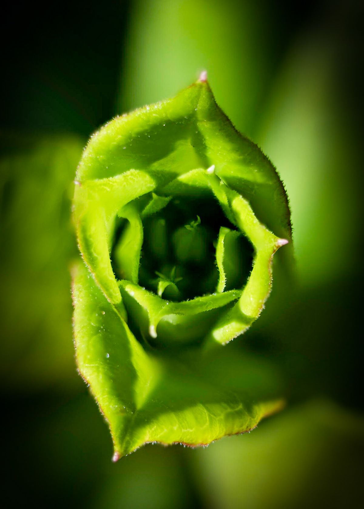 It's like looking into the future -  Phlox blooms still being protected by its leaf cover. Soon little ones, soon you'll see the sun.