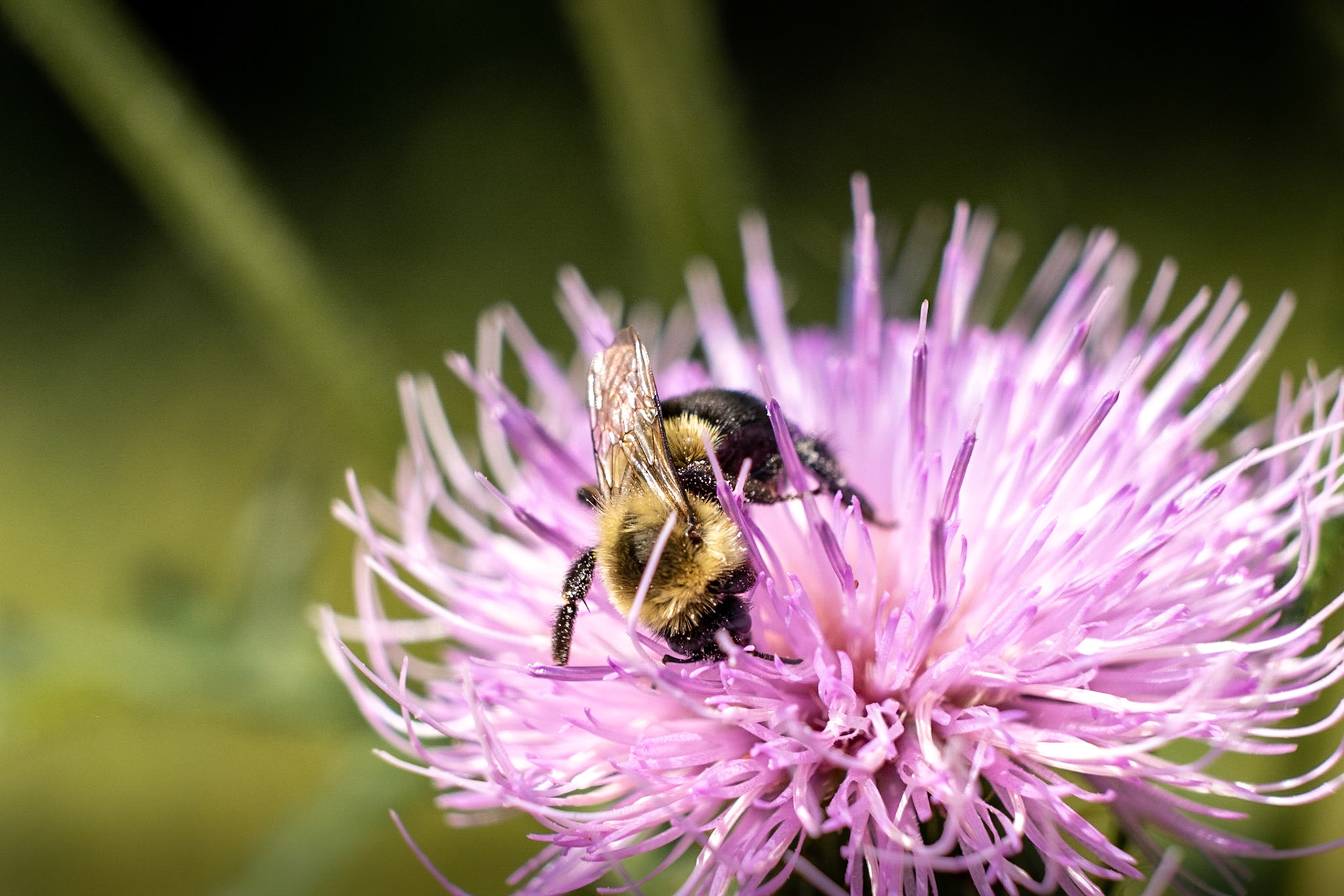 as they say, busy as a bee.