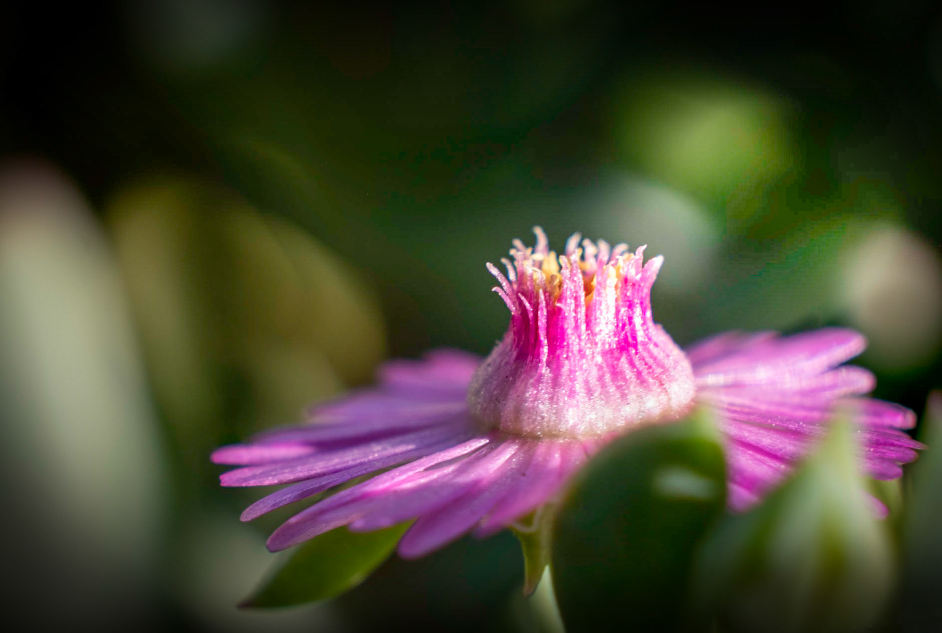 Ever so small but ever so vibrant.