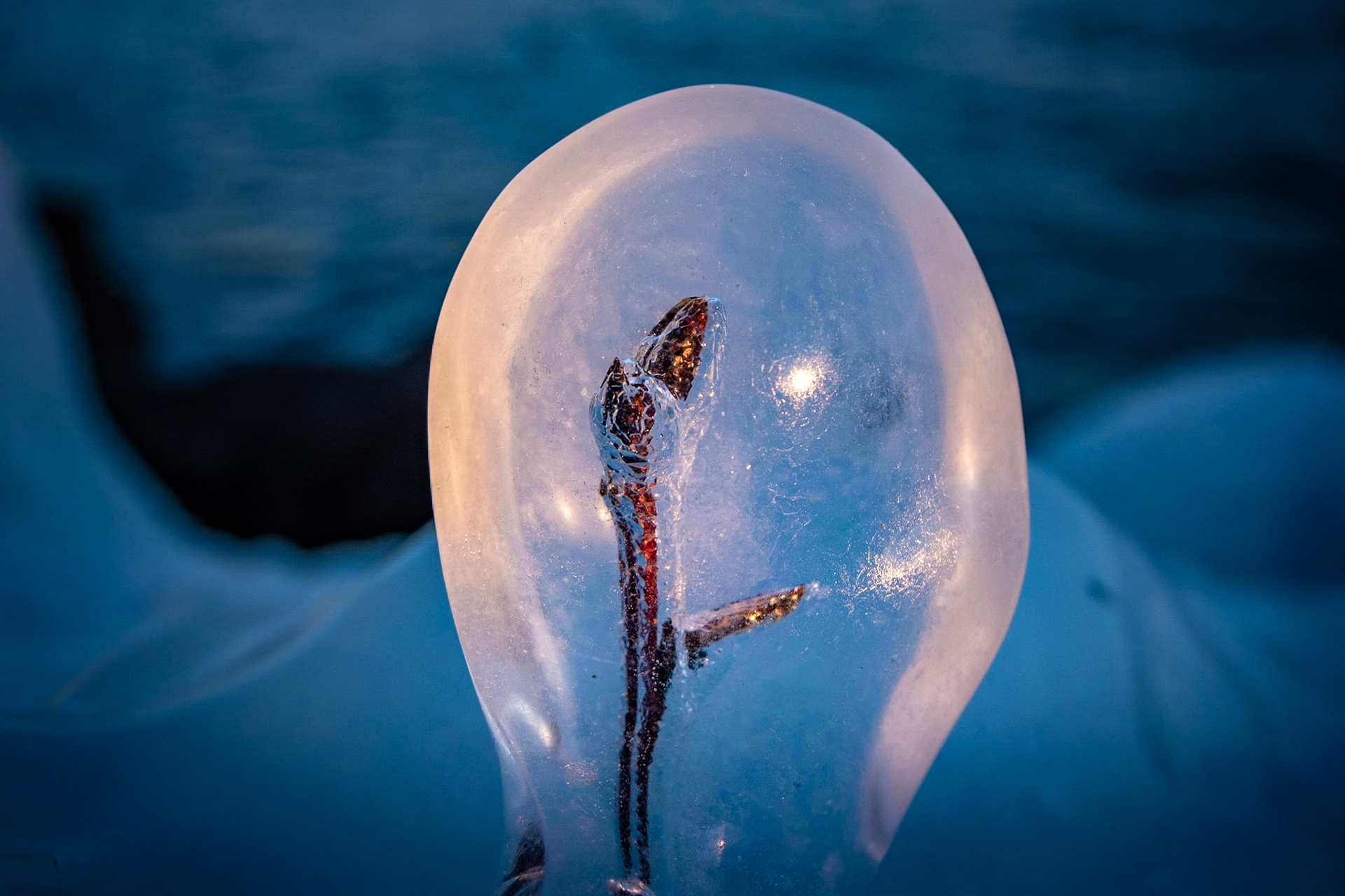 An Ice Bulb. I guess it's winter trying to make it difficult for spring to start it's thing.