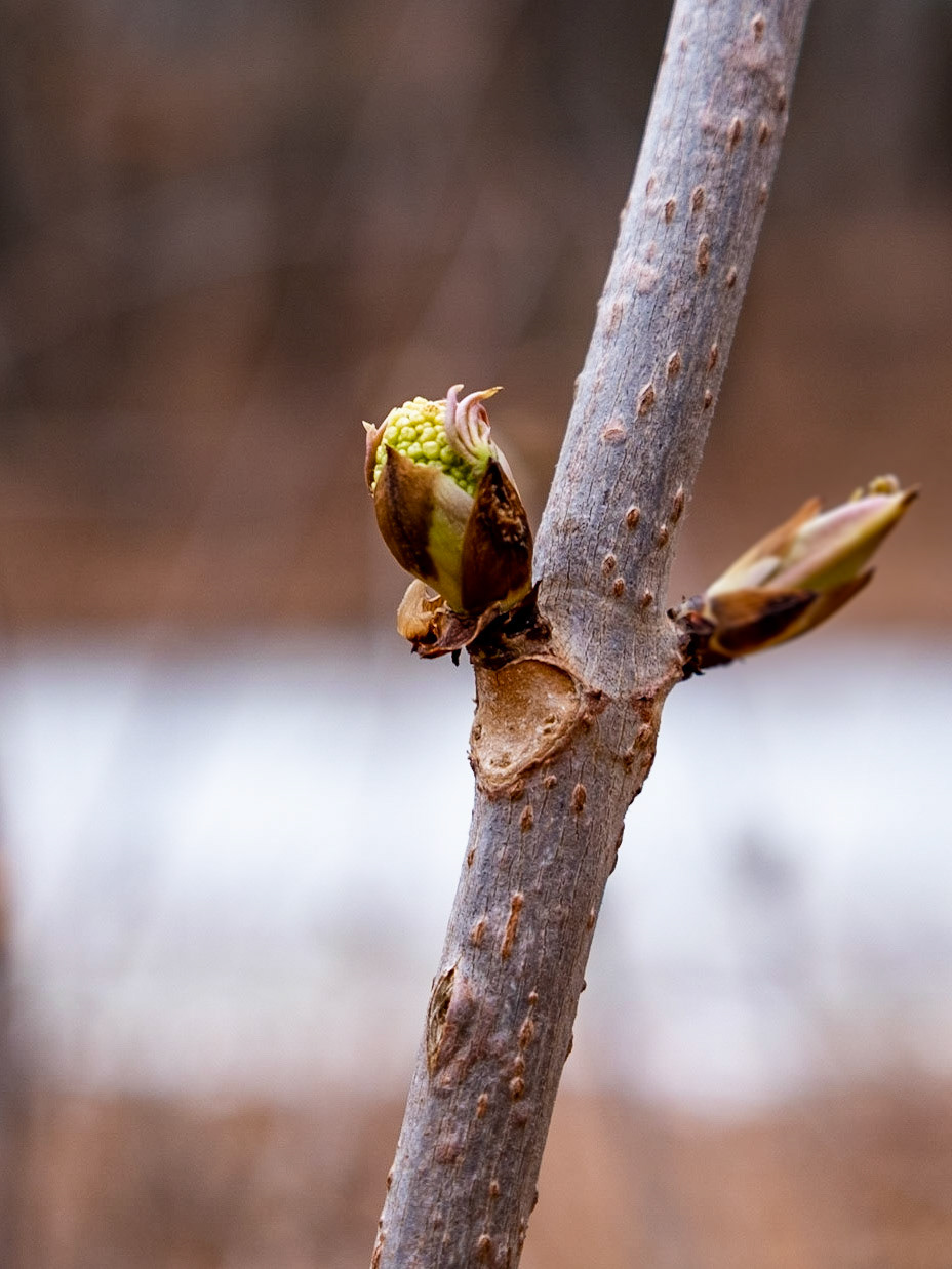 You think you know what a bud looks like, but have you every really looked closely -
