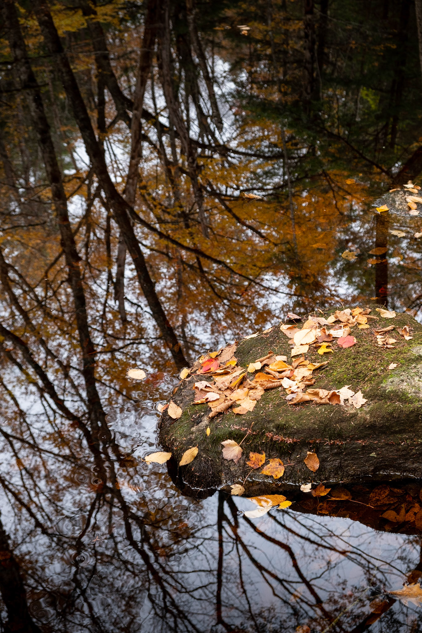 Enjoying A Break By Natures Reflection