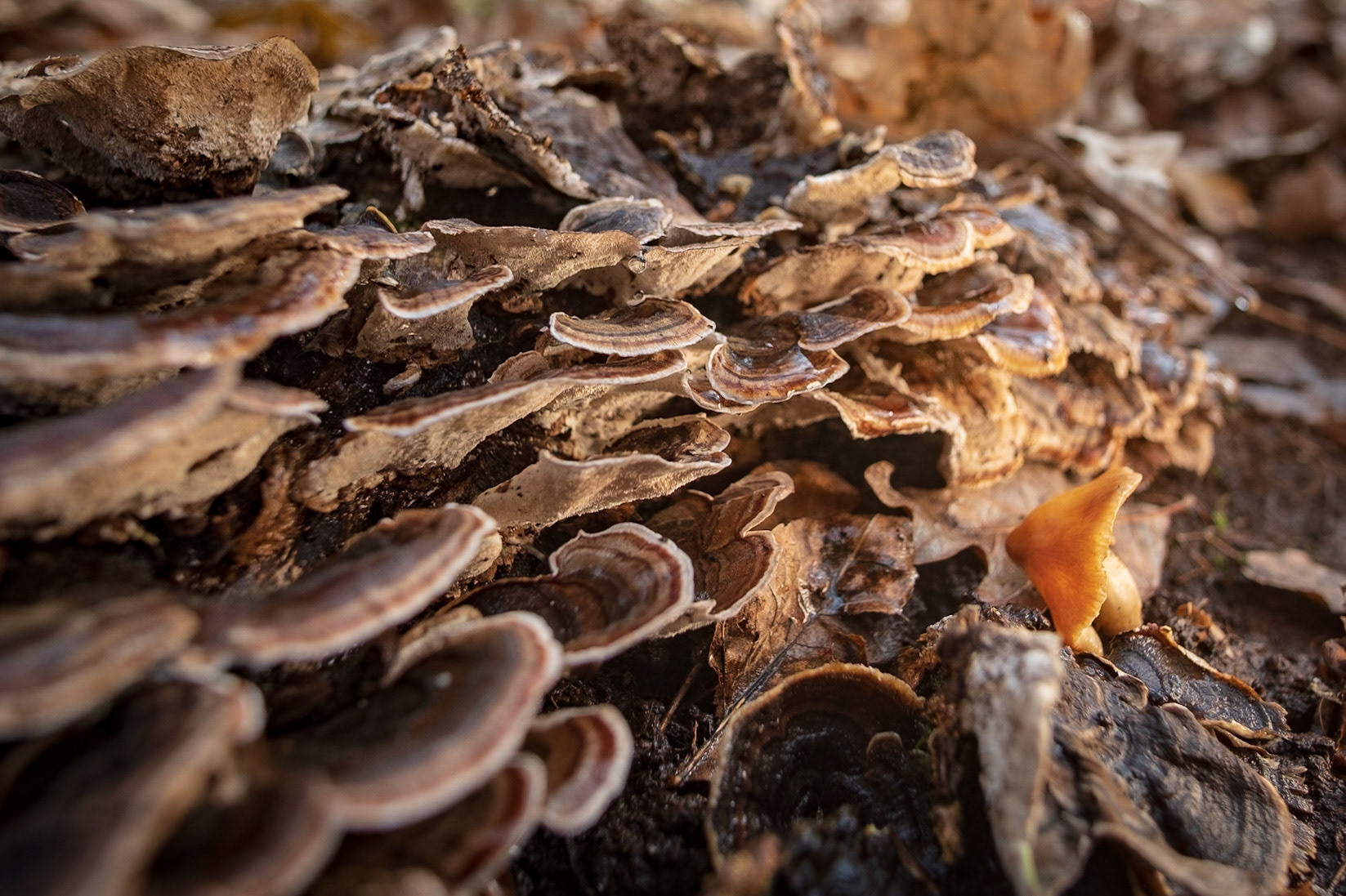 Turkey Tail! A great collection of turkey tail mushrooms, along with one solo guy that didn't get the memo.