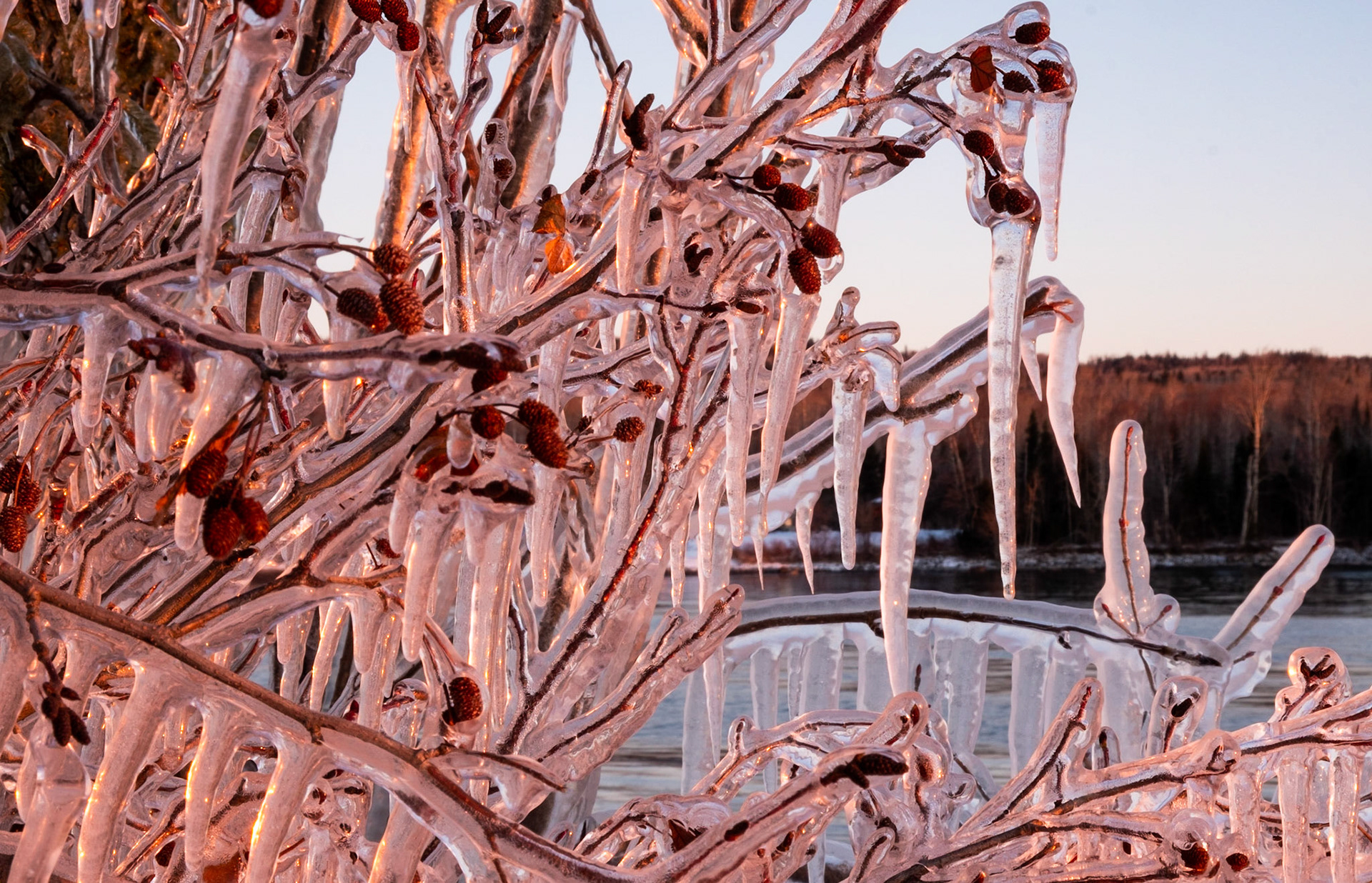 How does this shrub not just crumble to the ground under all that weight?
