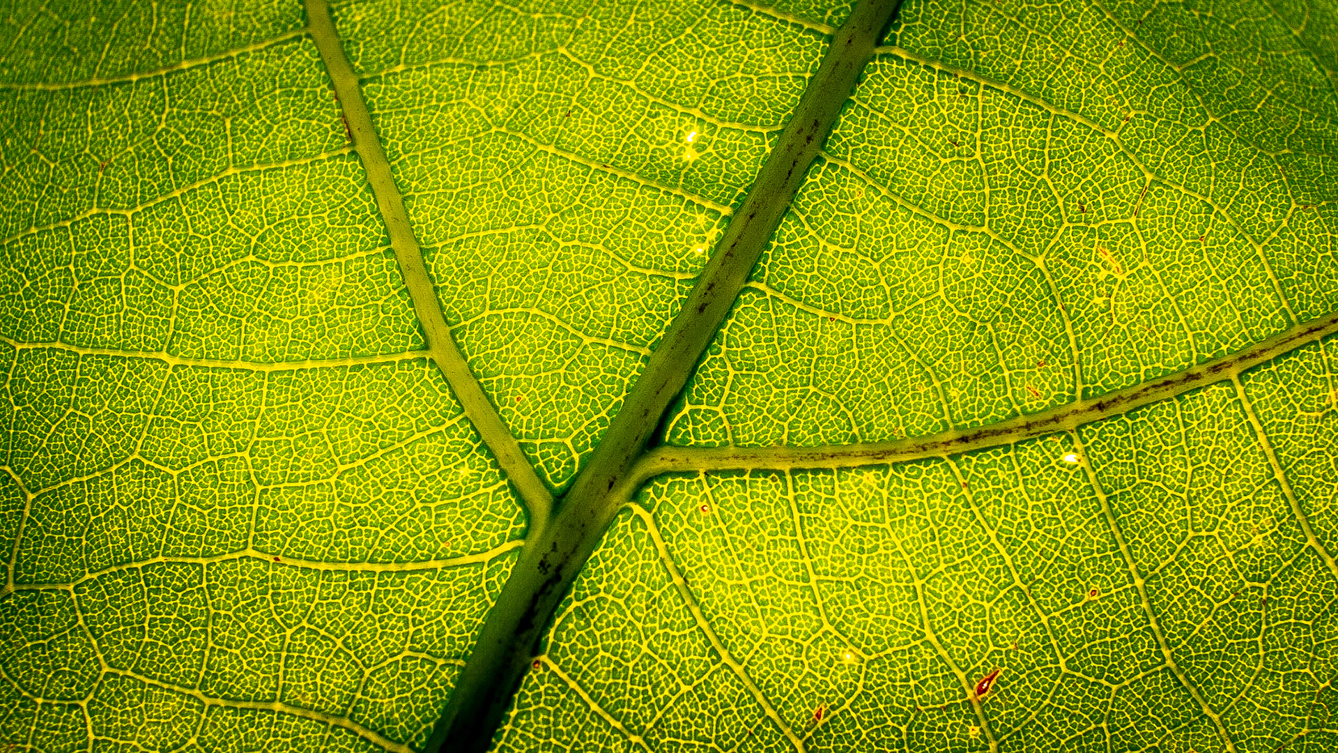 The mighty Oak - Up close and personal.