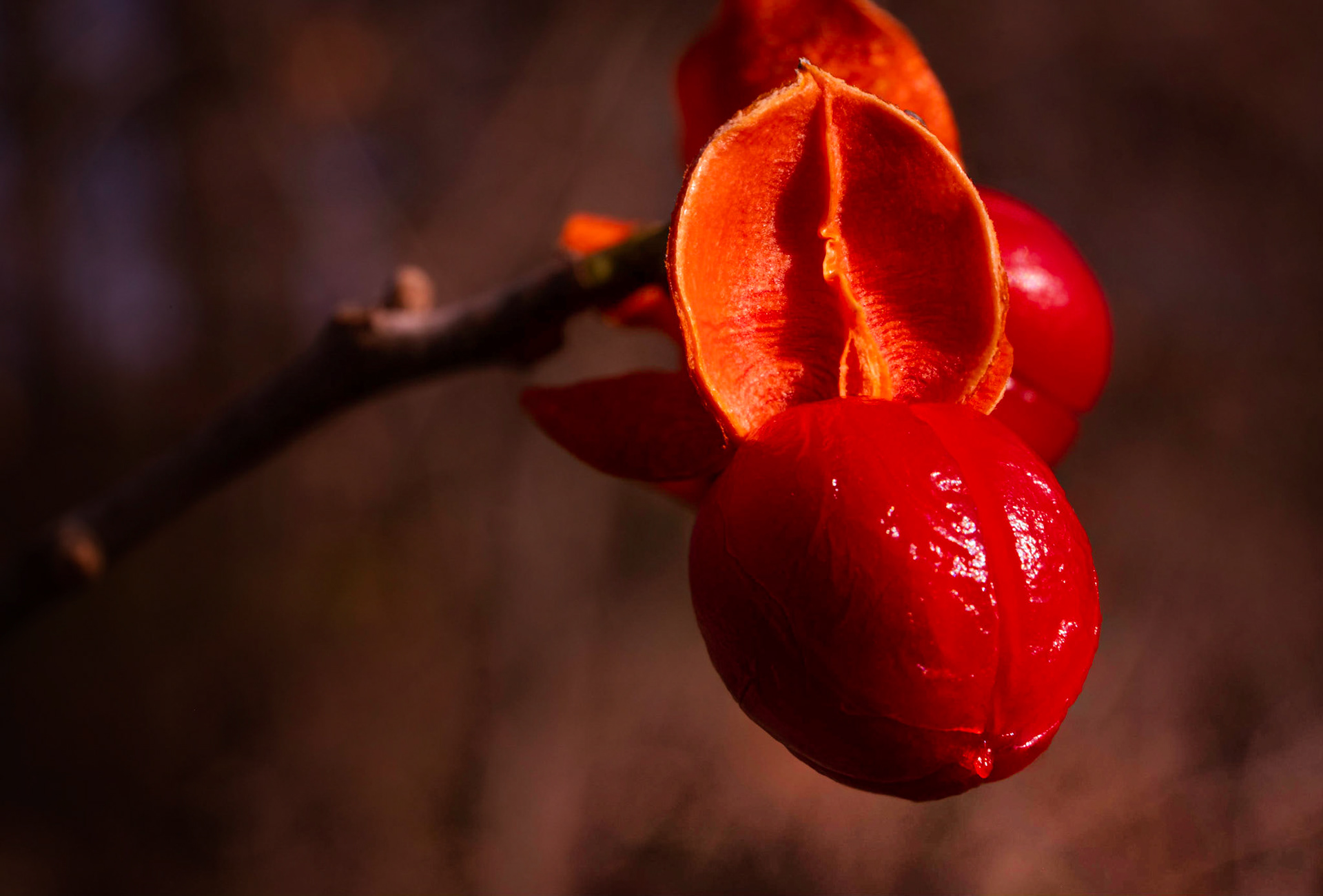 The simplicity of a berry - Isn't so simplistic.