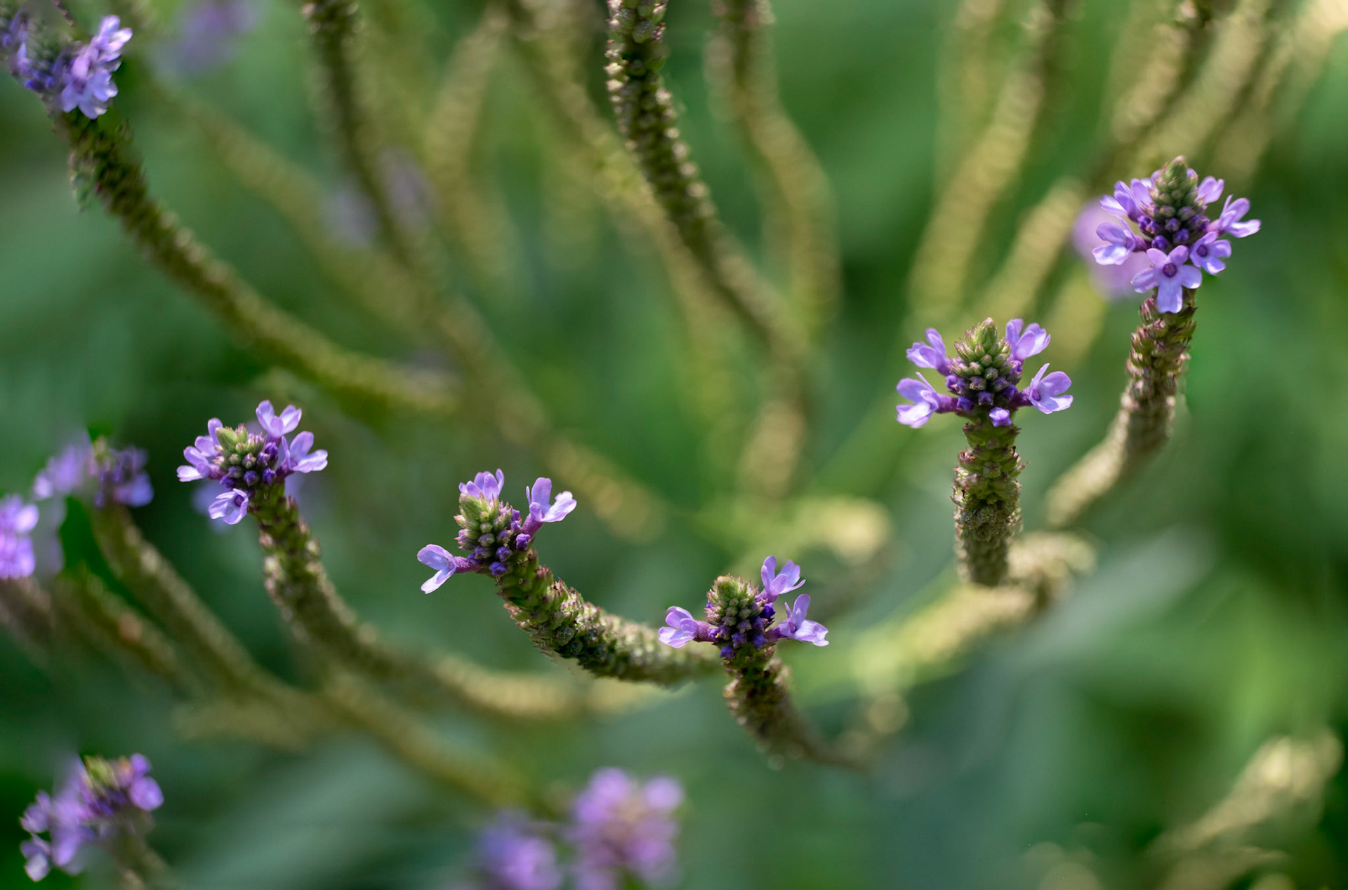 Tendrils of purple - some 150 photos later this plant finally stopped moving enough to capture this one image or the seven that make up this one image. Verbena macdougalii ‘Lavender Spires’